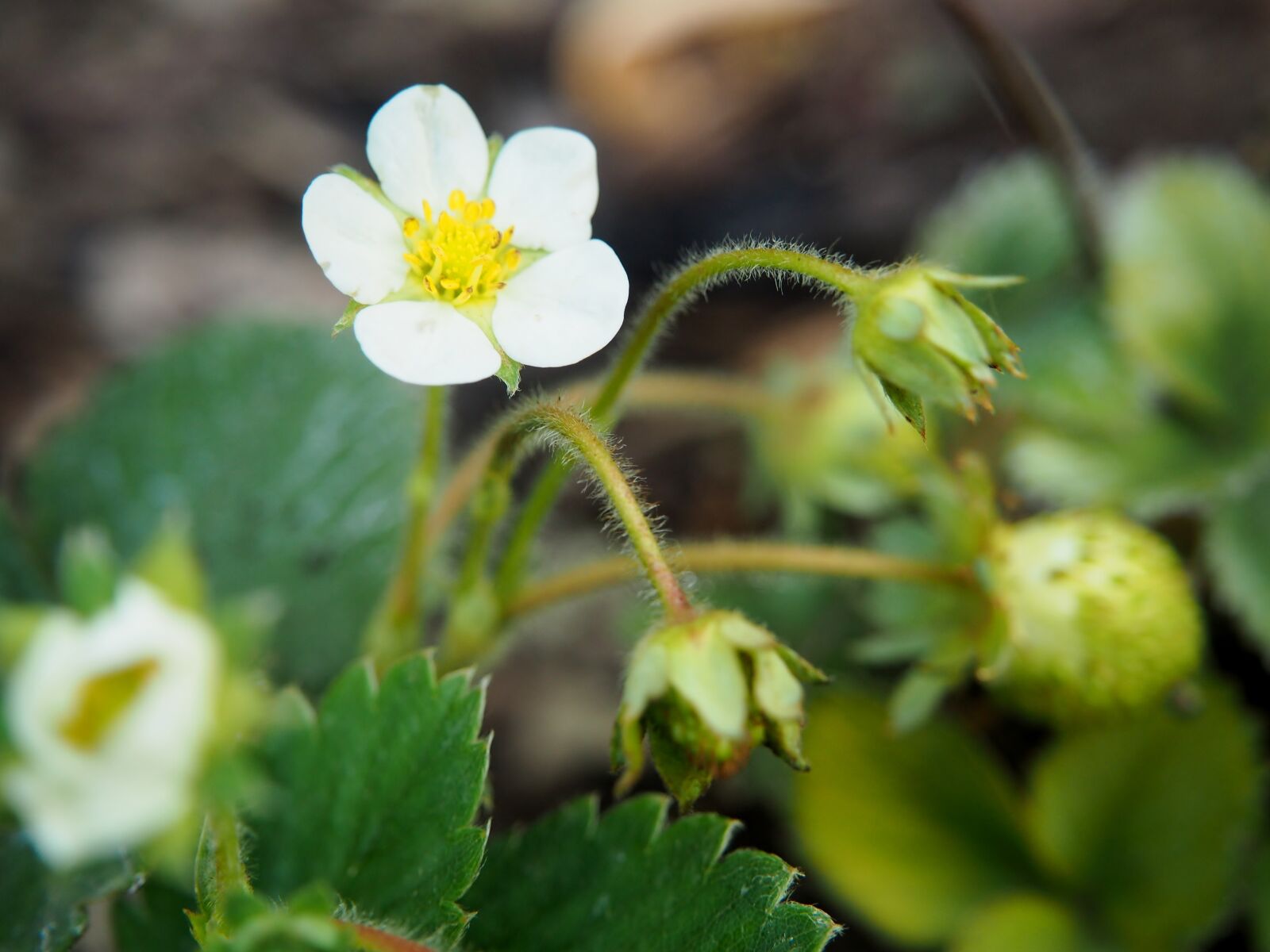 Olympus OM-D E-M10 sample photo. Strawberry flower, blossom, bloom photography
