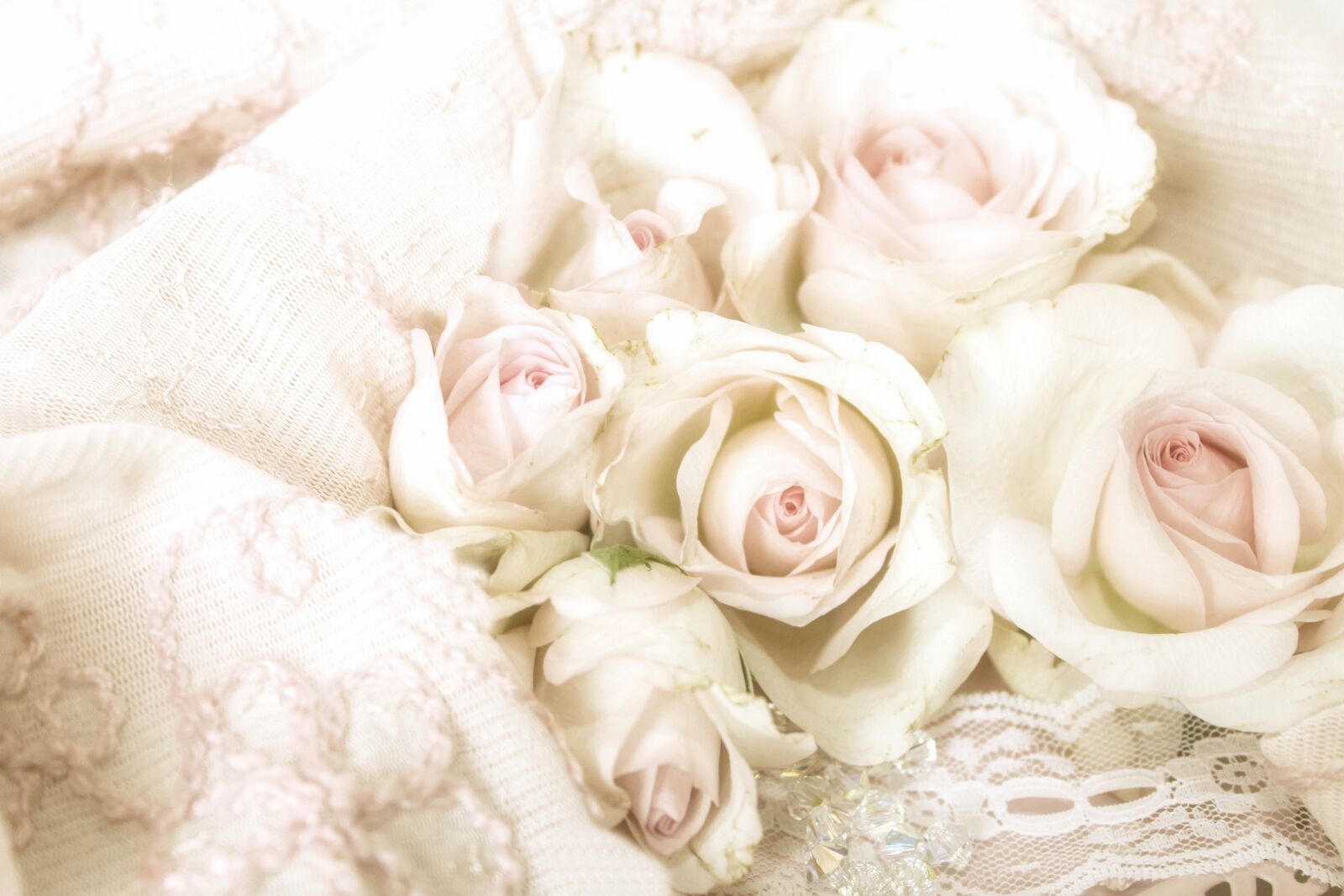 Canon EOS 600D (Rebel EOS T3i / EOS Kiss X5) sample photo. Pastel, roses, antique photography