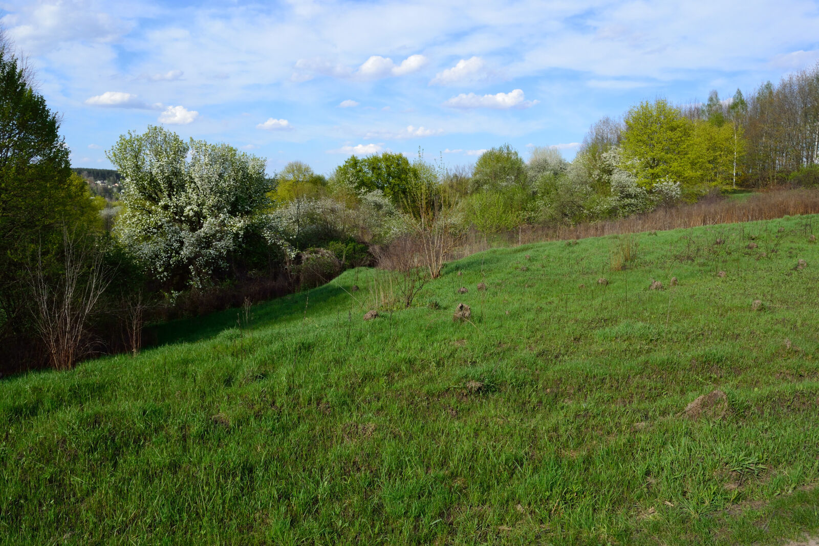Nikon D3100 sample photo