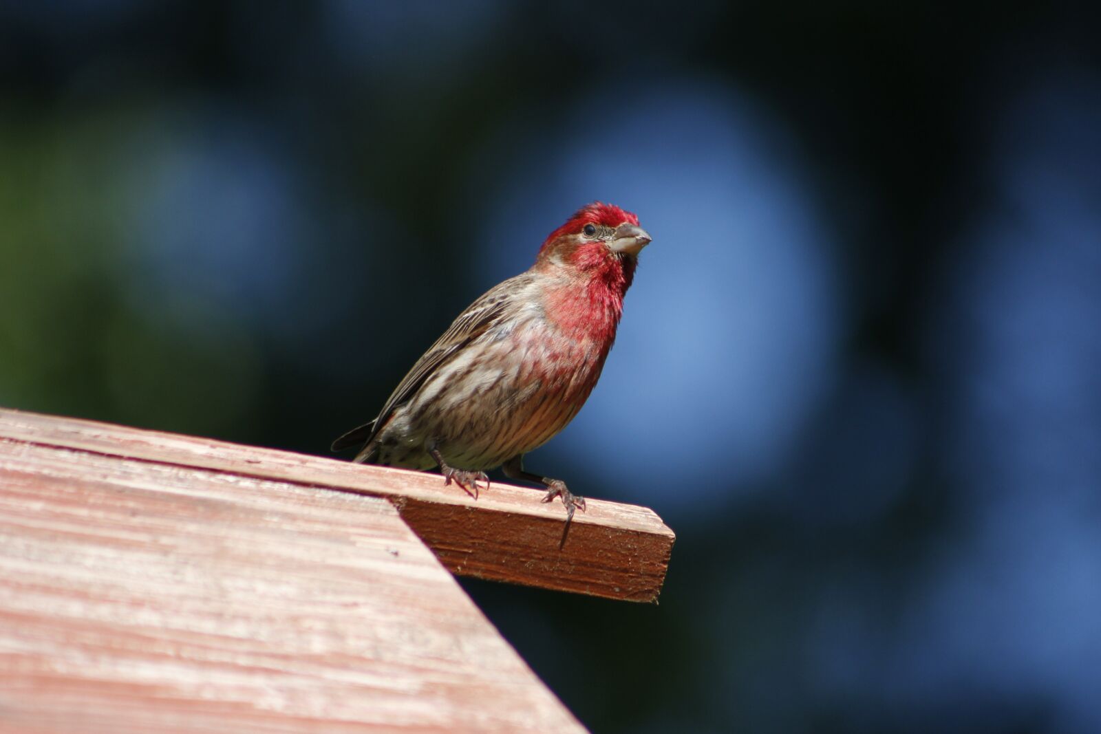 Canon EOS 550D (EOS Rebel T2i / EOS Kiss X4) sample photo. Nature, bird, outdoors photography