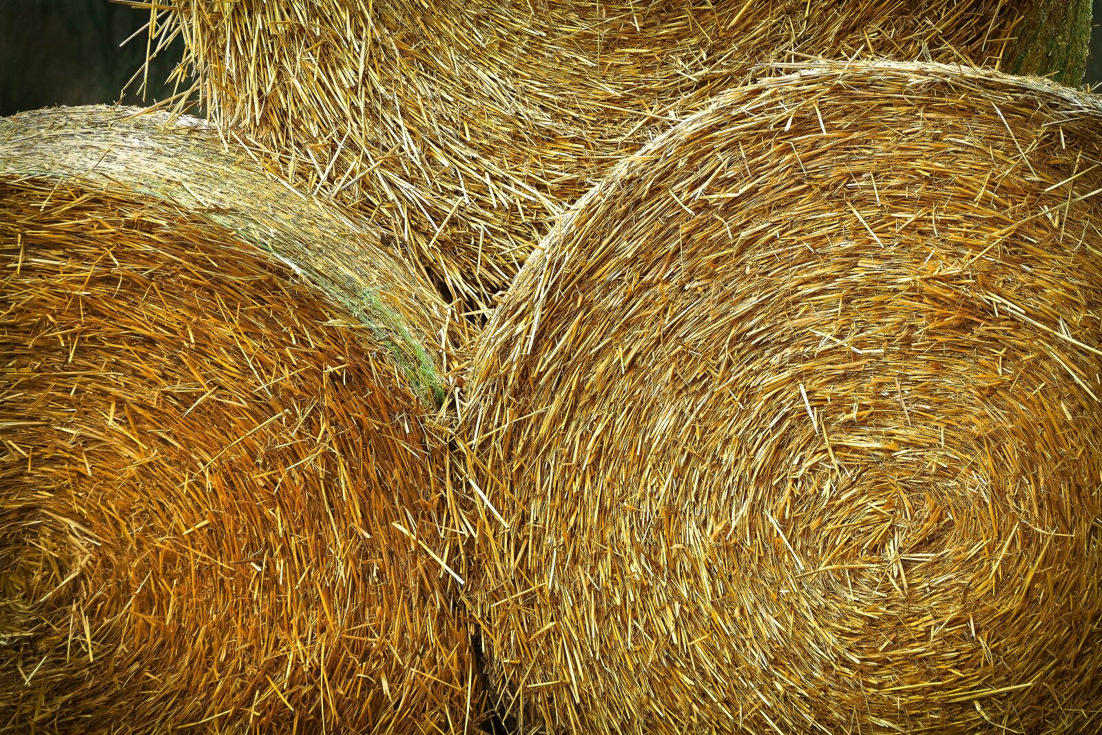 Olympus OM-D E-M10 sample photo. Landscape, hay bales, agriculture photography