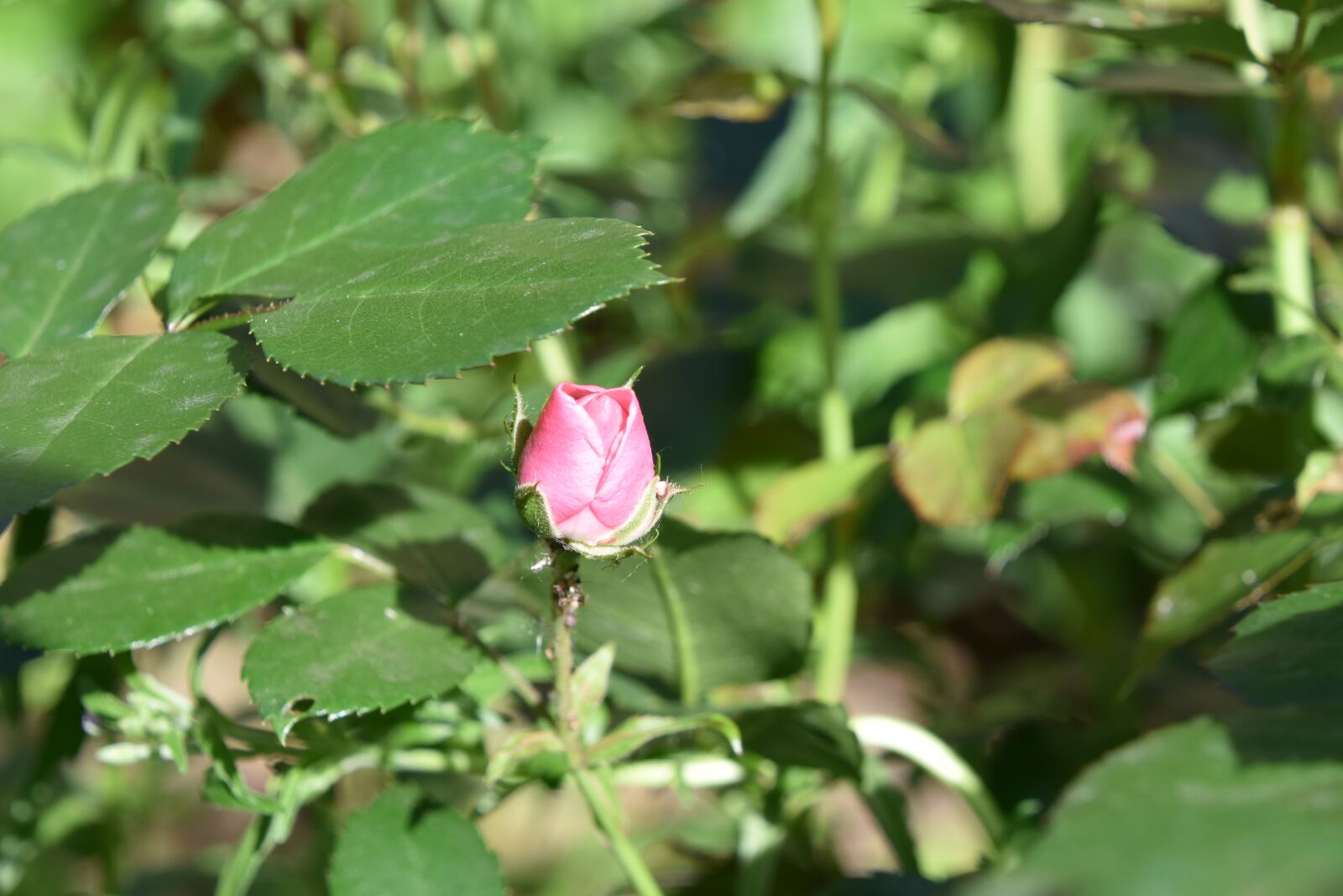 Nikon D5600 sample photo. Pink, nature, garden photography