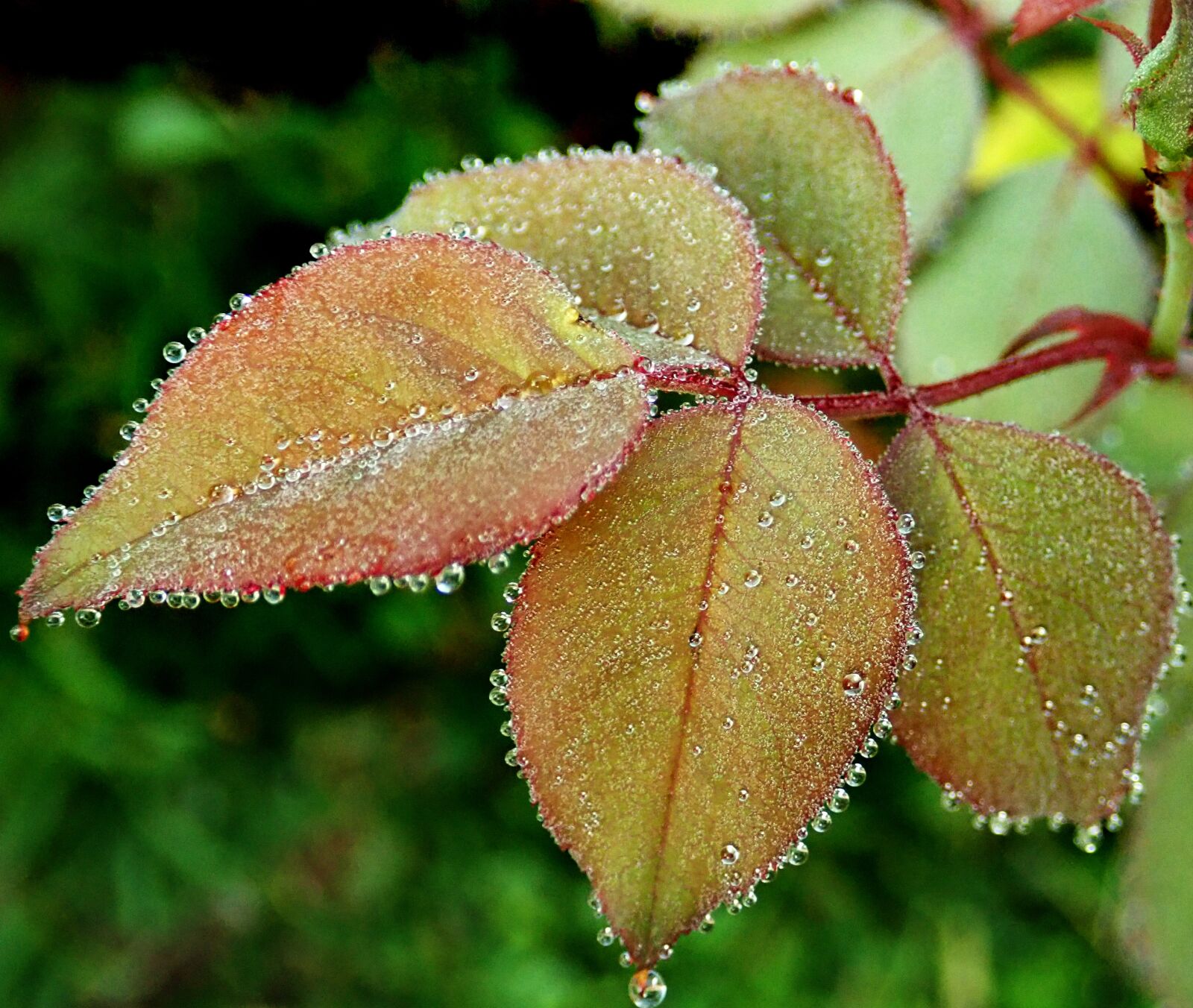 Olympus TG-5 sample photo. Leaves, rose bush, water photography
