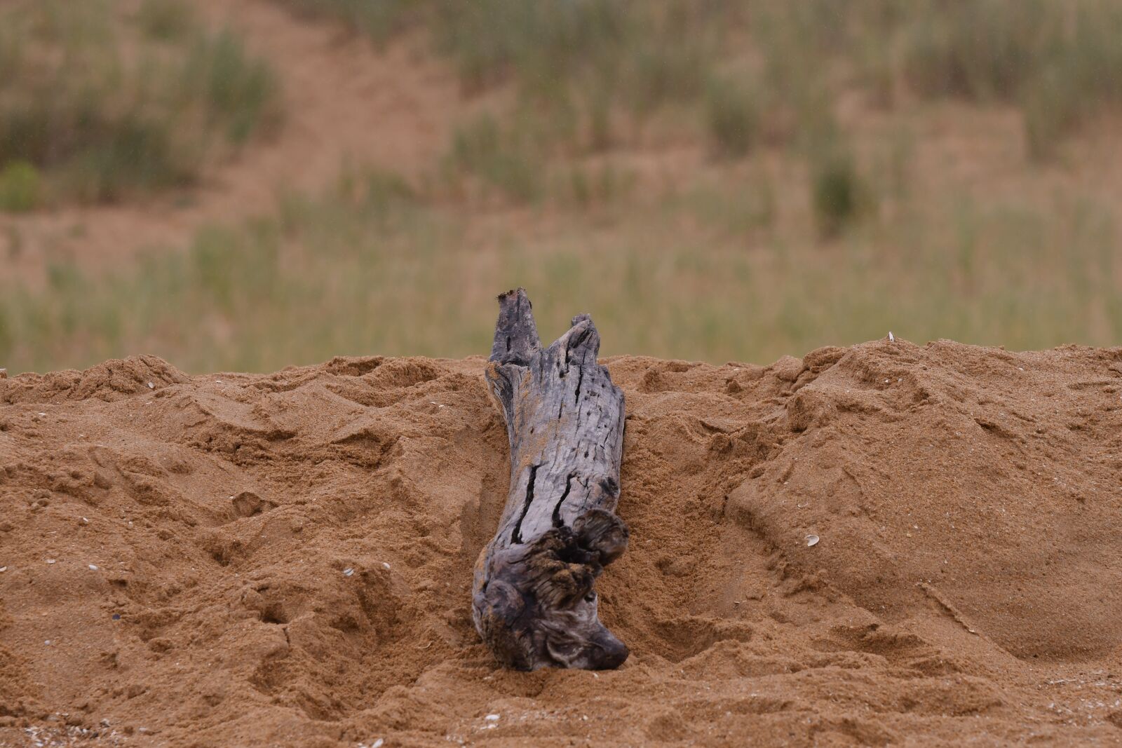 Nikon D500 sample photo. Branch, death, nature photography