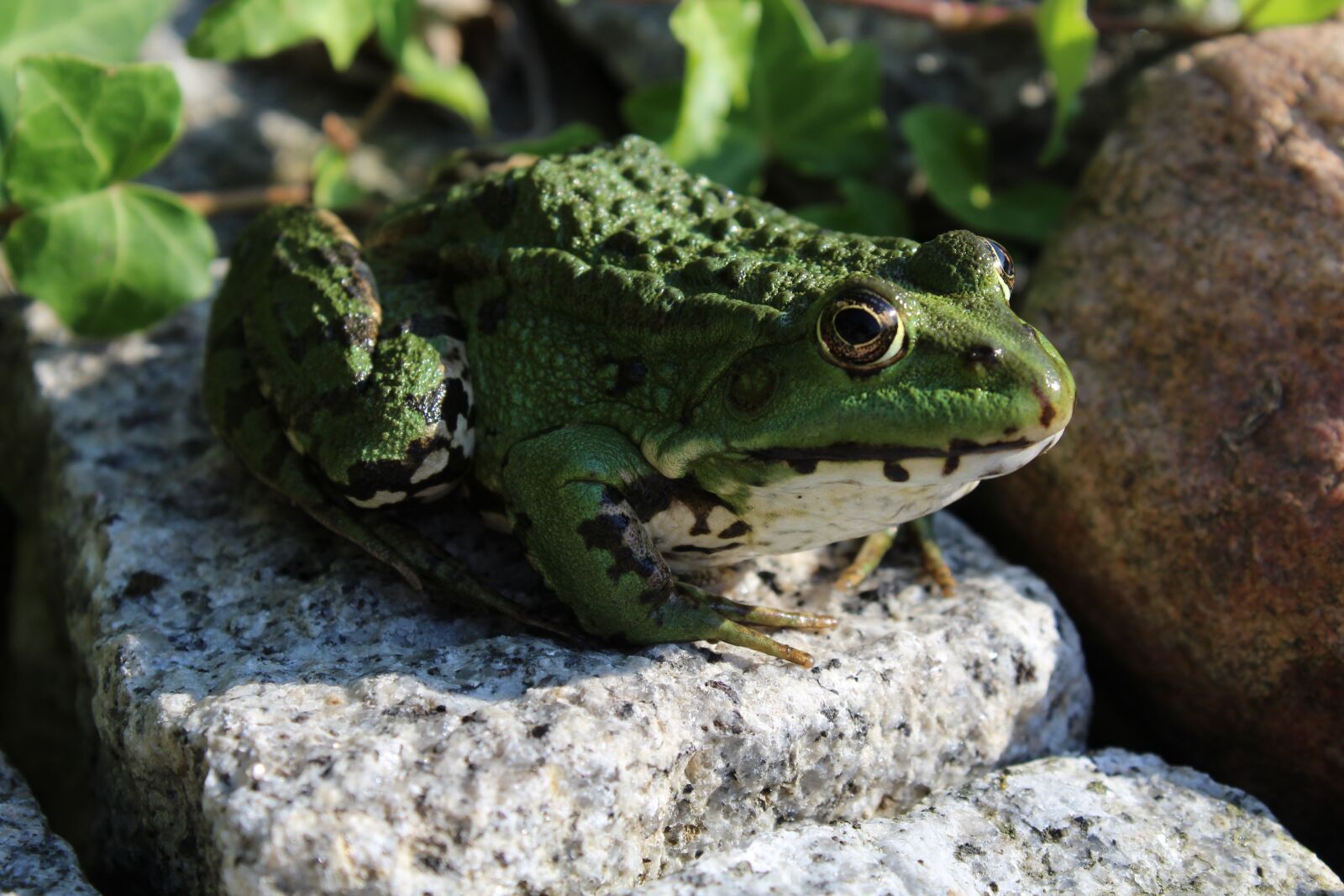 Canon EOS 1200D (EOS Rebel T5 / EOS Kiss X70 / EOS Hi) sample photo. Frog, animal, amphibian photography