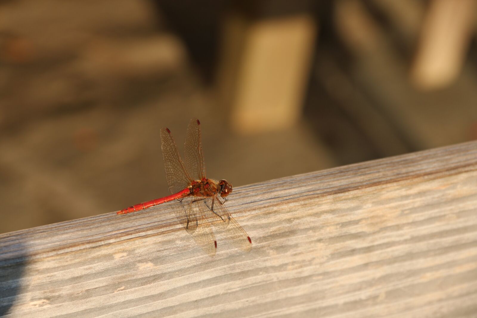 Canon EOS 70D + Canon EF-S 18-135mm F3.5-5.6 IS sample photo. Dragonfly, lake, insect photography