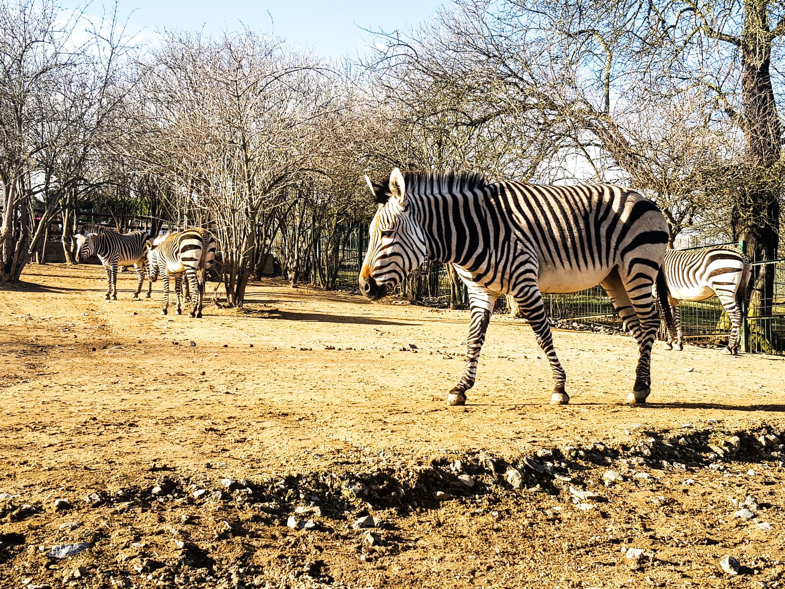 Samsung Galaxy S8+ Rear Camera sample photo. Africananimal, animal, zebra photography