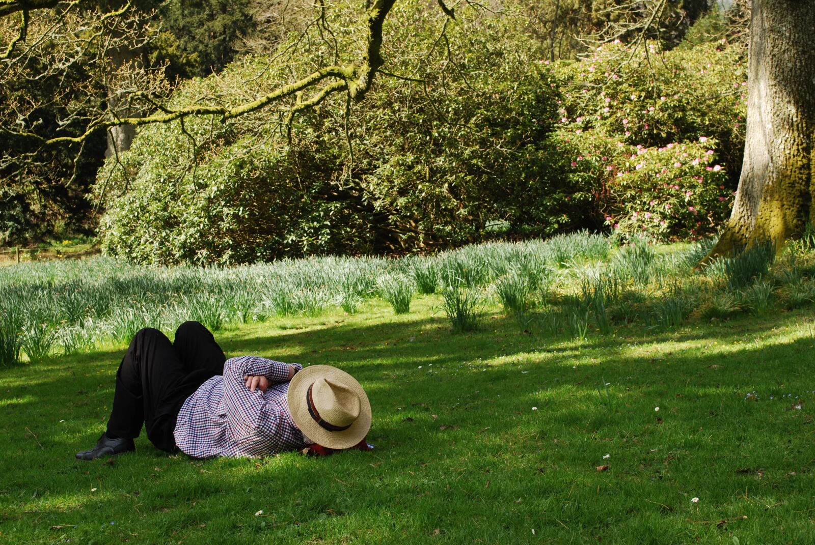 Nikon D60 sample photo. Man, laid back, summer photography