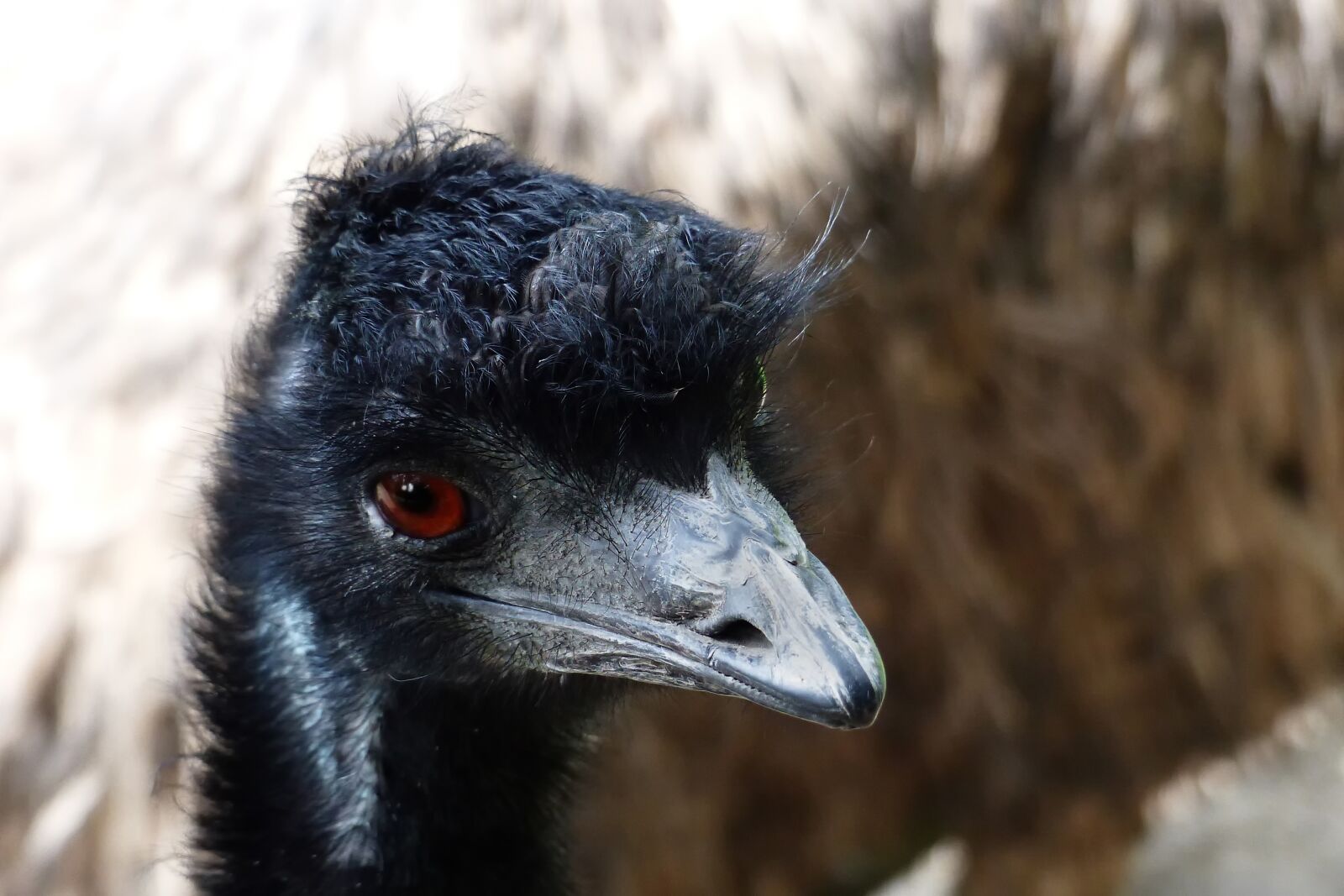 Panasonic Lumix DMC-FZ200 sample photo. Animal, bird, animal world photography