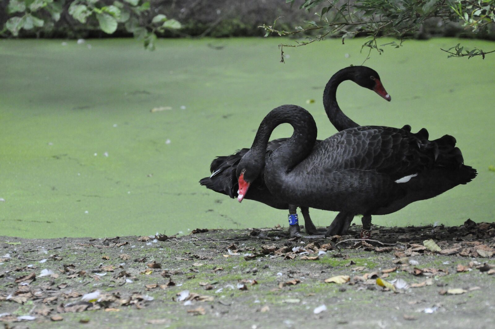 Nikon D90 sample photo. Black swans, zoo, nature photography
