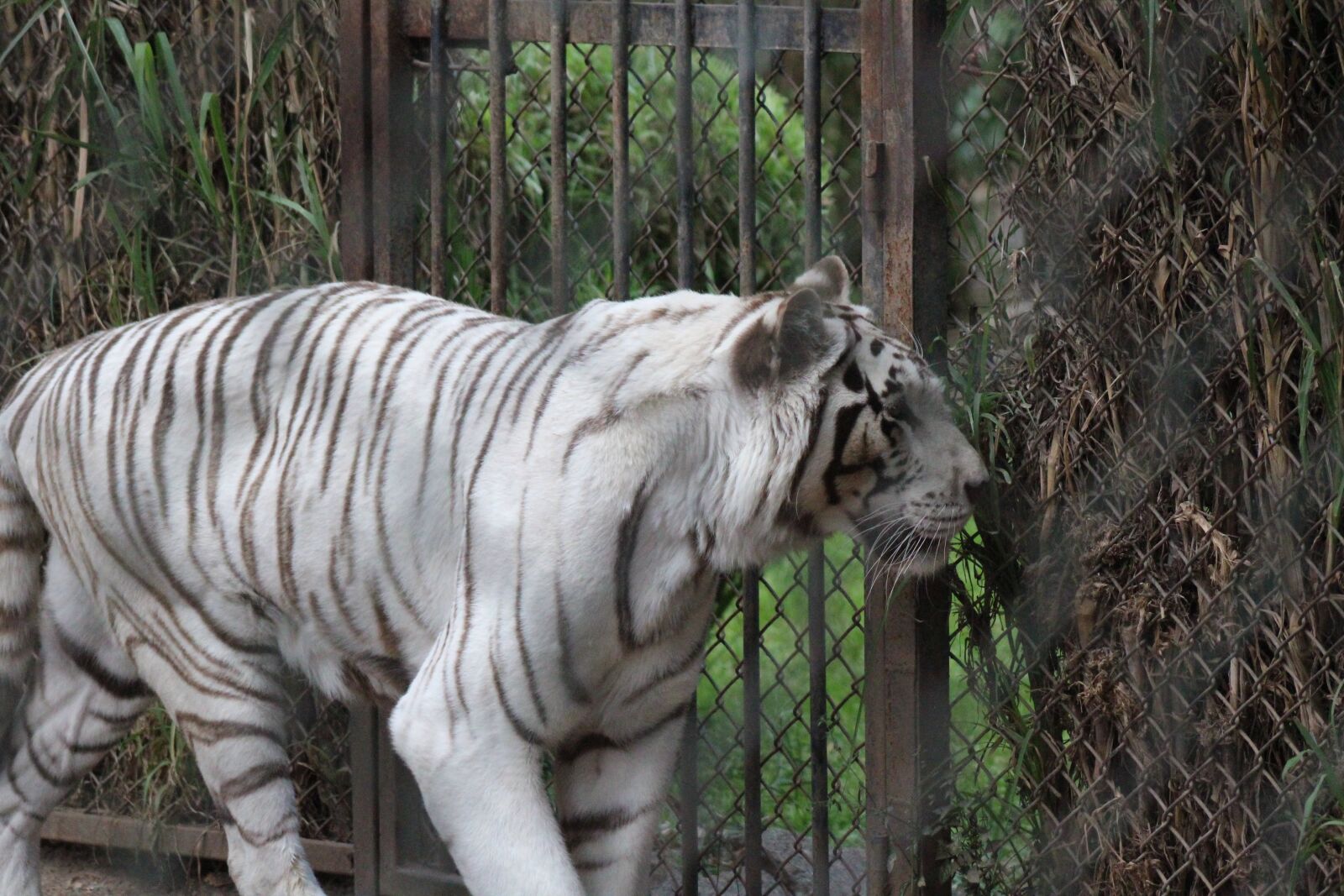 Canon EF 75-300mm f/4-5.6 sample photo. White tiger photography