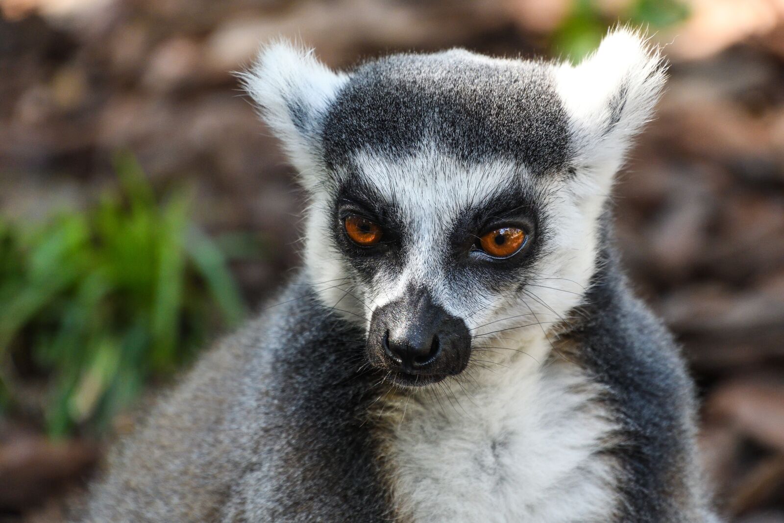 Nikon D500 sample photo. Lemur, maki catta, look photography