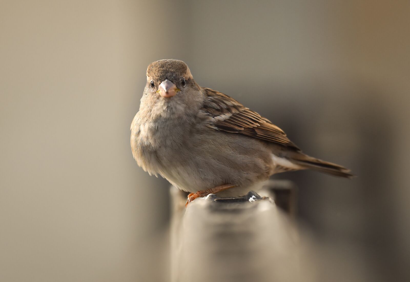 Nikon D810 sample photo. Kuş, bird, kuşlar photography