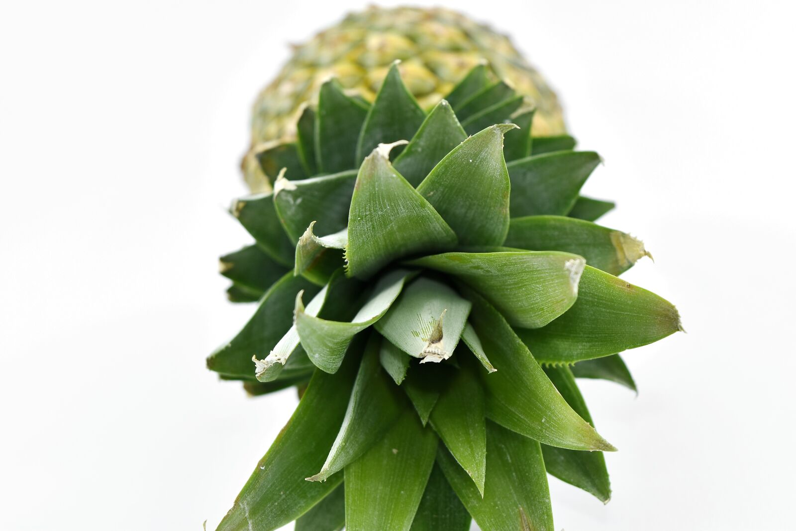Nikon D5500 sample photo. Antioxidant, exotic, green leaves photography
