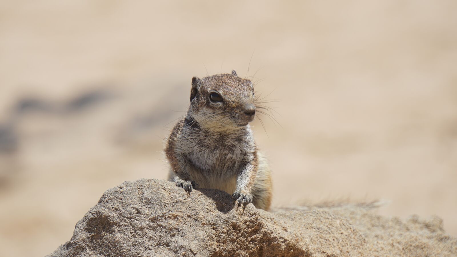 Sony E 18-200mm F3.5-6.3 OSS LE sample photo. Chipmunk, nager, animal photography
