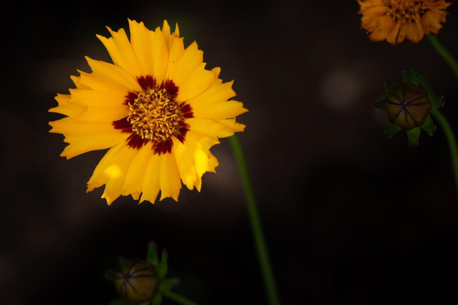 Nikon D7100 sample photo. Flower, yellow, yellow flower photography