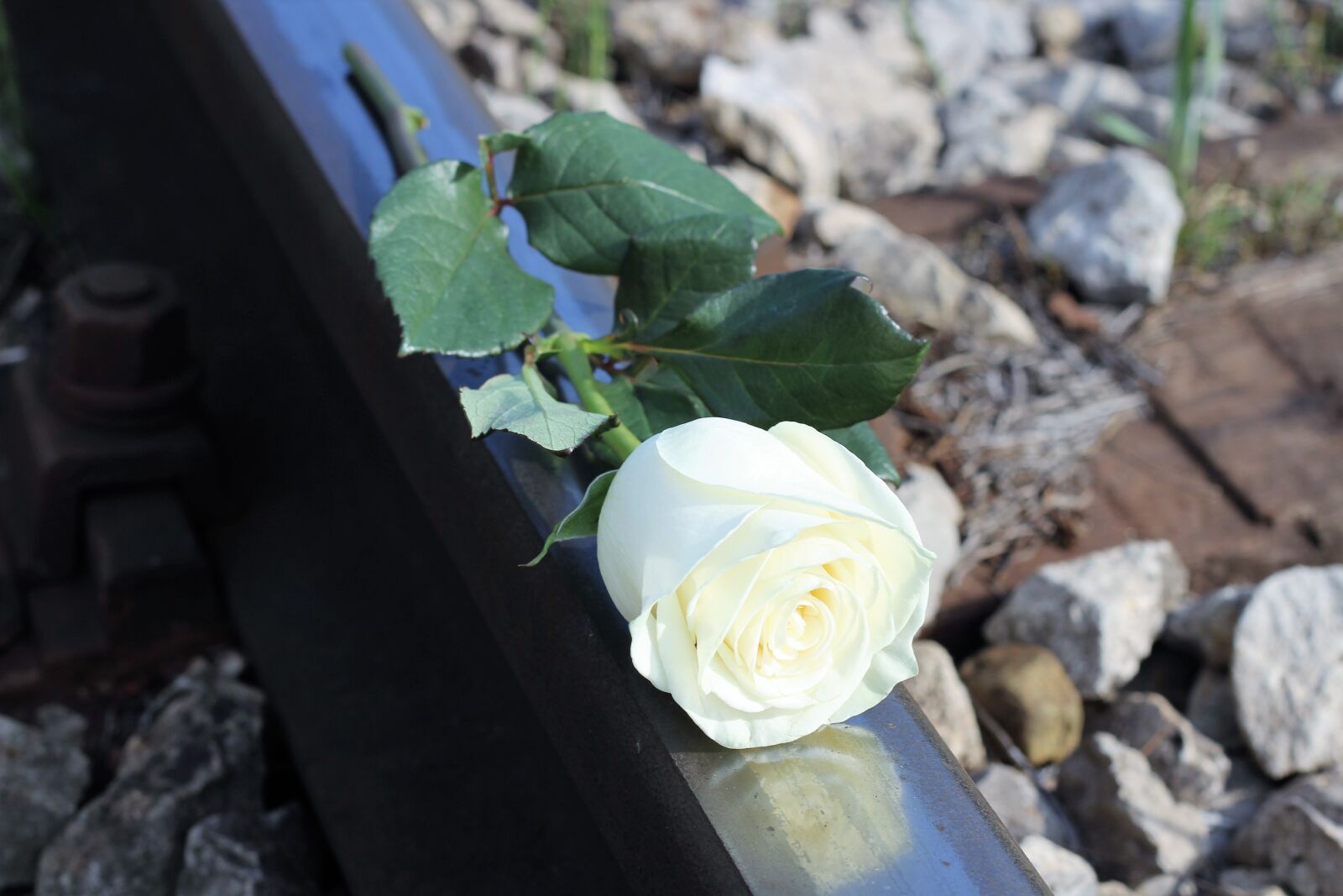Canon EOS 600D (Rebel EOS T3i / EOS Kiss X5) + Canon EF 50mm F1.8 II sample photo. Stop child suicide, white photography