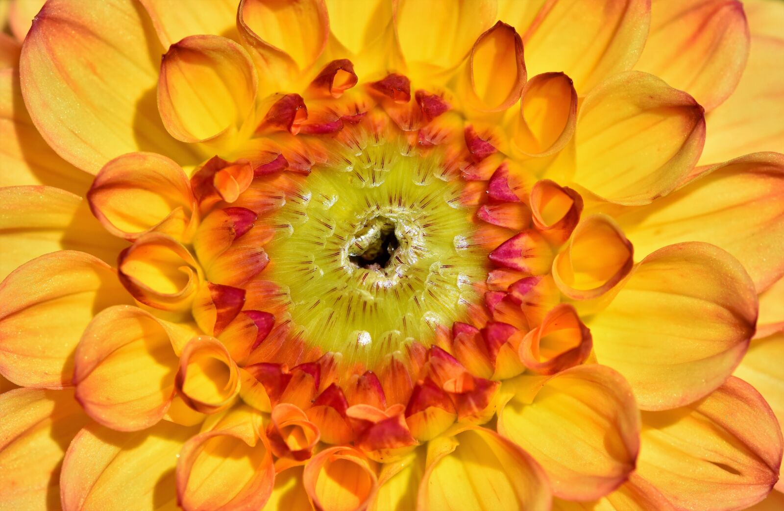 Nikon D7200 sample photo. Dahlia, dahlias bud, flower photography