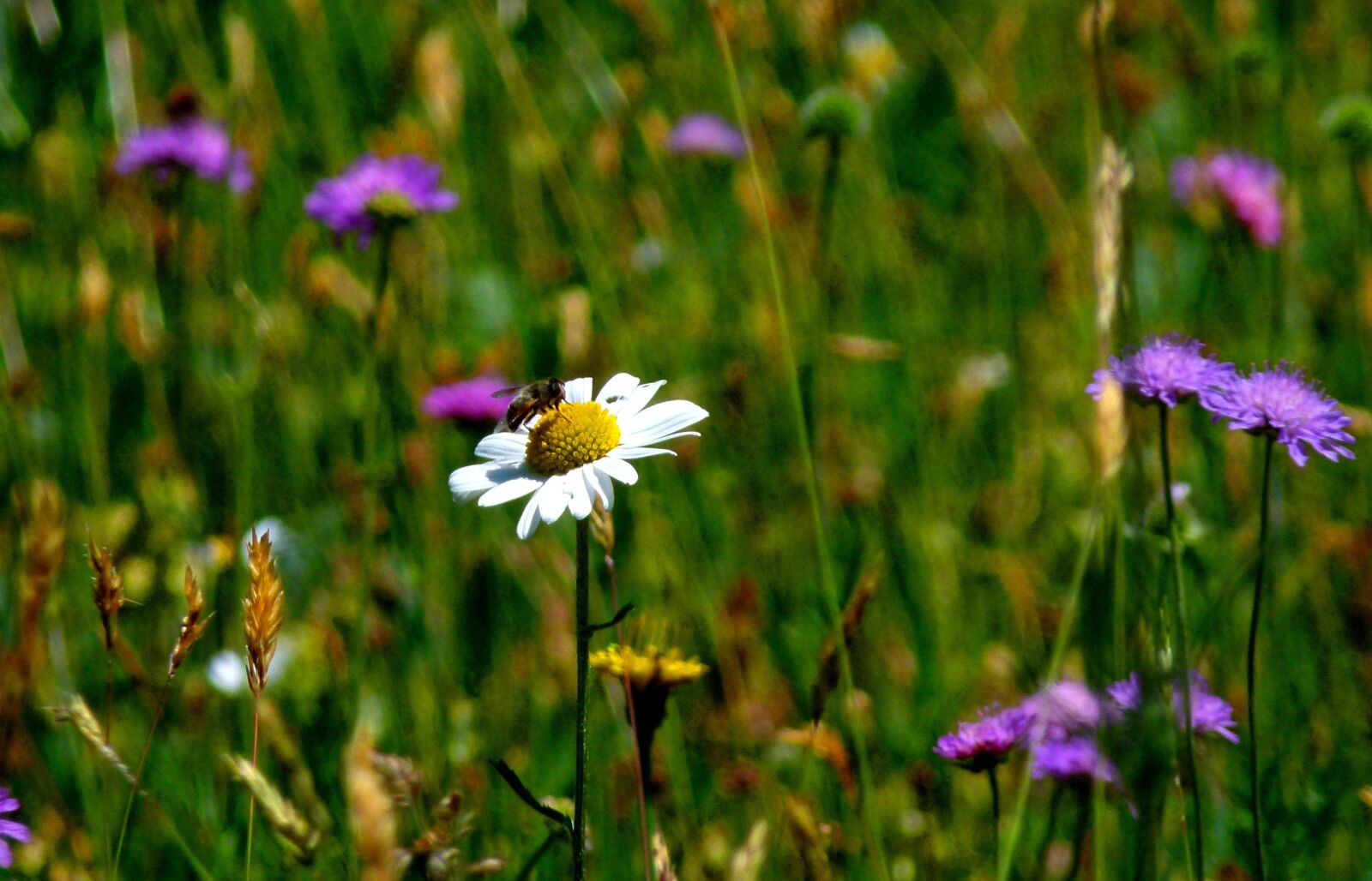 Panasonic Lumix DMC-FZ100 sample photo. Meadow, mood, nature photography