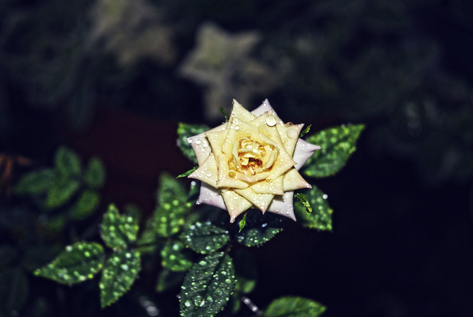 Nikon D200 sample photo. Rose, green, dew, petals photography