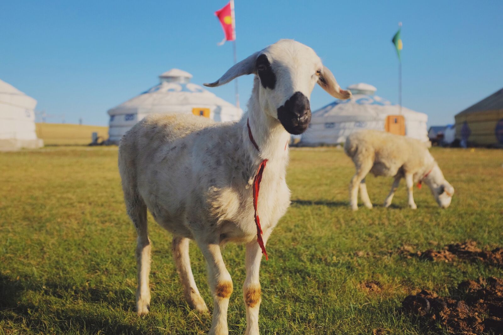 Fujifilm X100T sample photo. Animal, animal, farming, mongolia photography