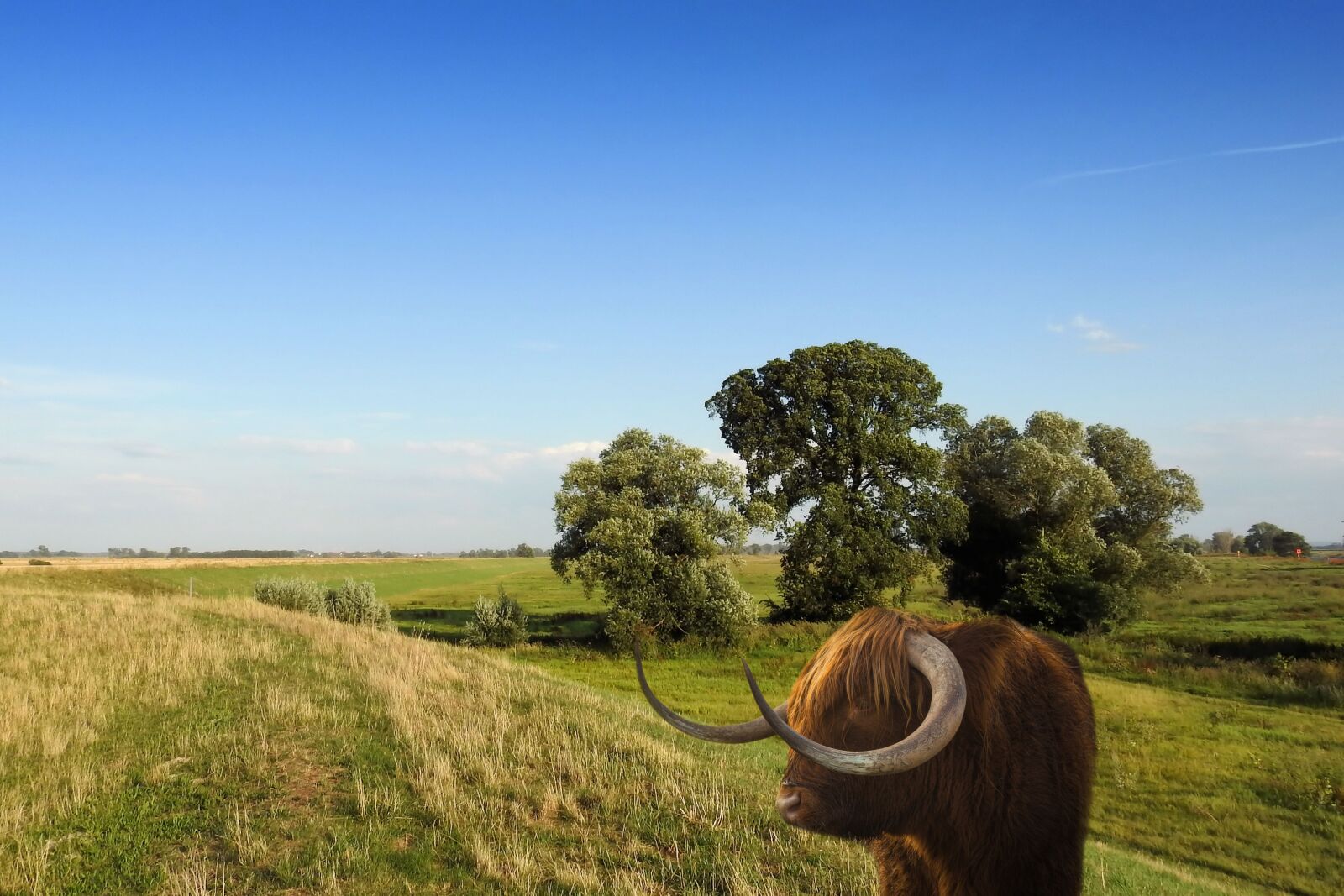 Nikon Coolpix P900 sample photo. Landscape, animal, beef photography