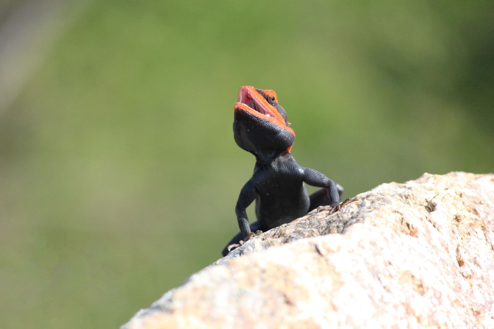 Canon EOS 600D (Rebel EOS T3i / EOS Kiss X5) sample photo. Chameleon, coloured, reptile photography
