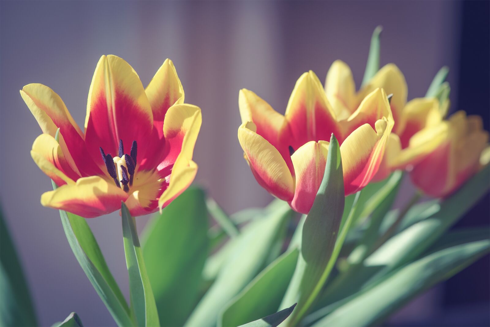 Nikon D750 sample photo. Tulips, flowers, red photography