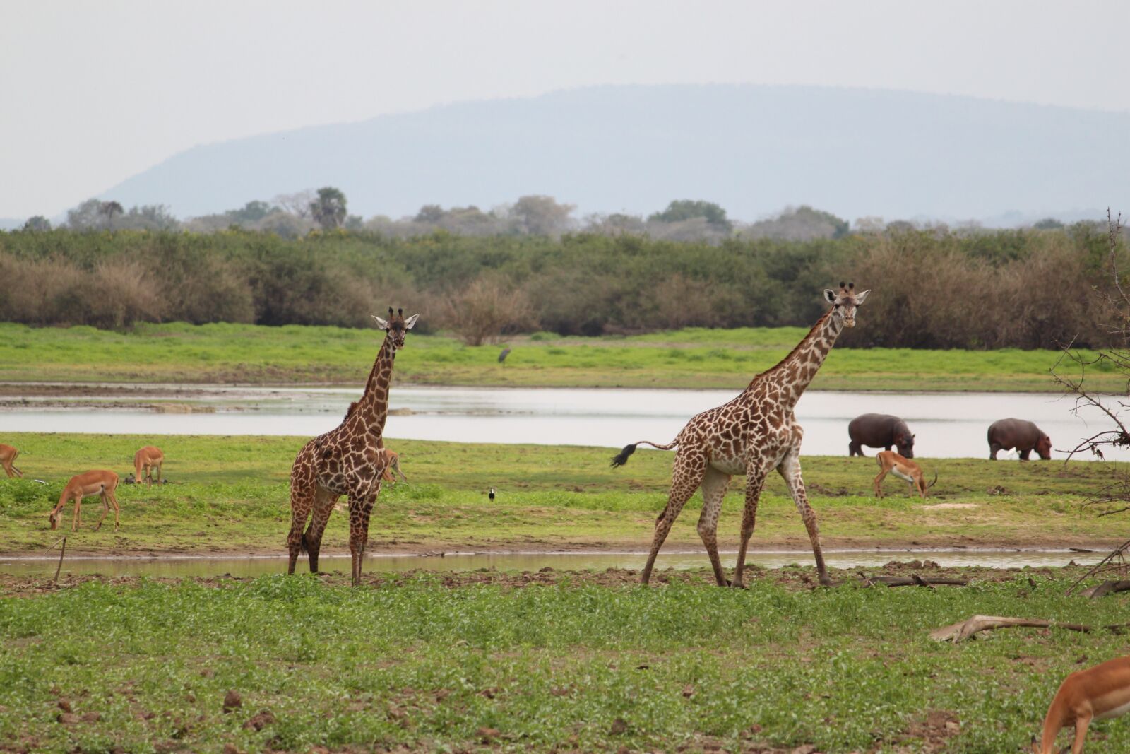Canon EOS 500D (EOS Rebel T1i / EOS Kiss X3) sample photo. Giraffe, africa, safari photography