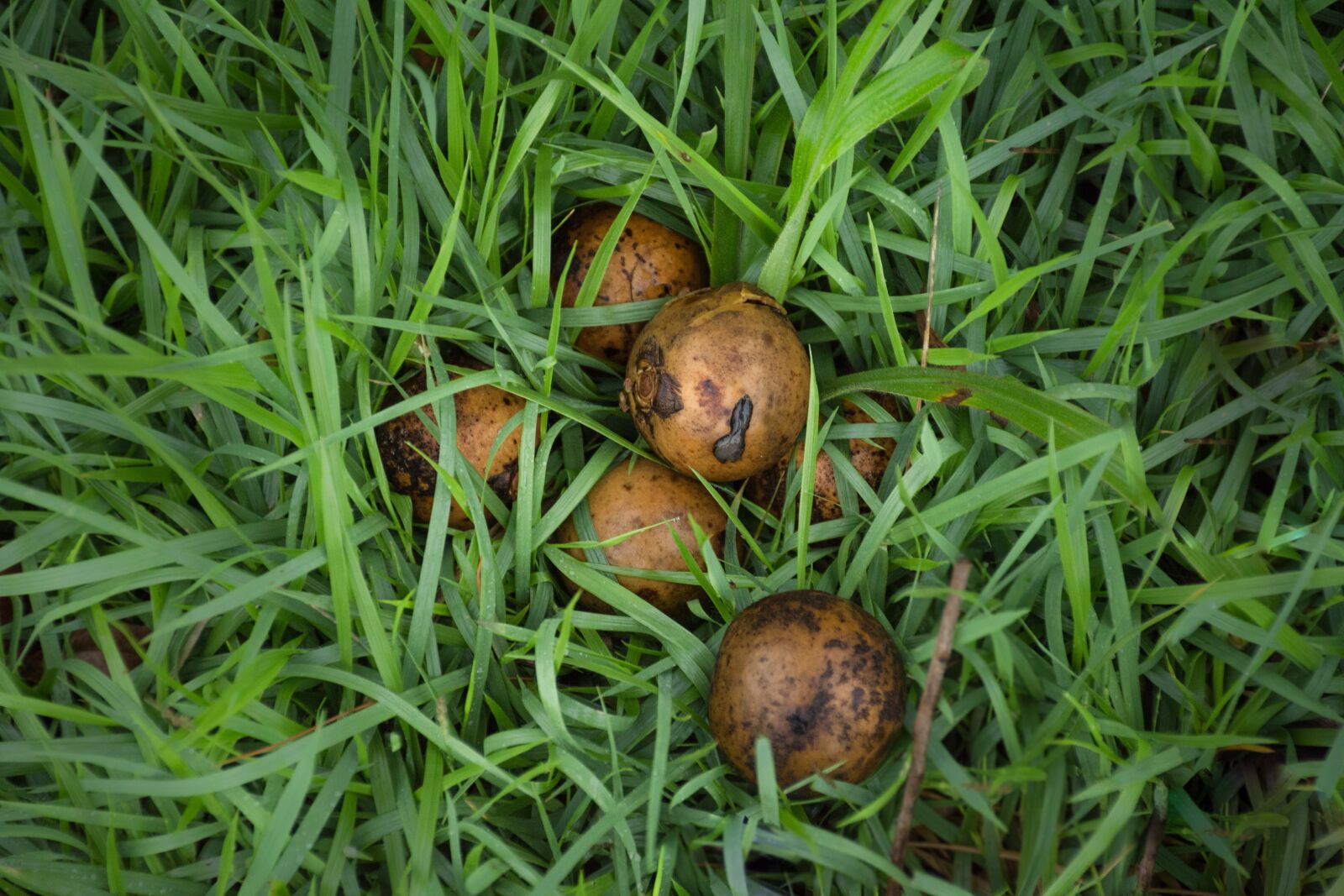 Nikon D7200 sample photo. Lawn, nature, summer photography