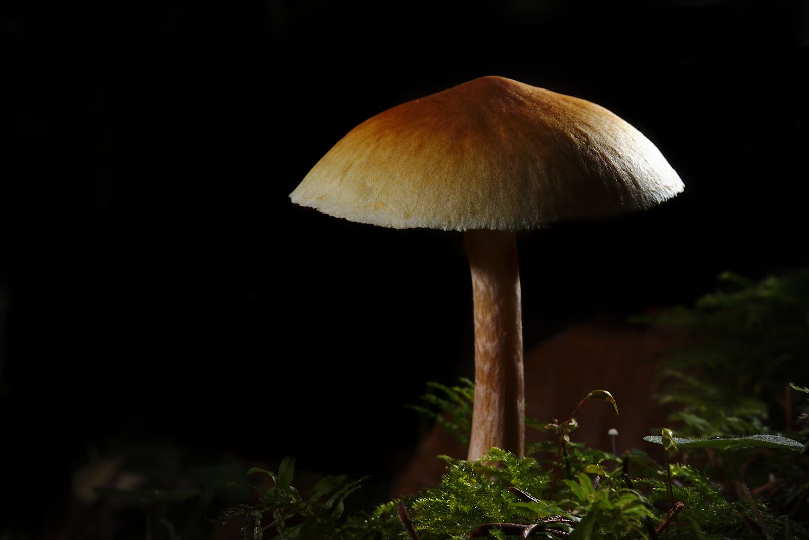 Canon EOS M5 + Canon EF-M 18-150mm F3.5-6.3 IS STM sample photo. Autumn, mushroom, close up photography