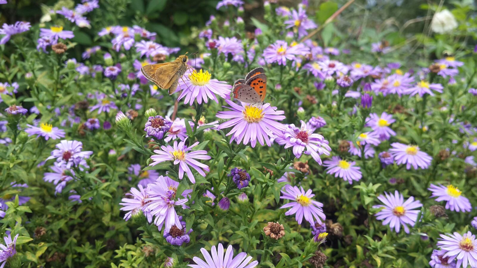 Samsung Galaxy S4 sample photo. Butterfly, flower, purple photography