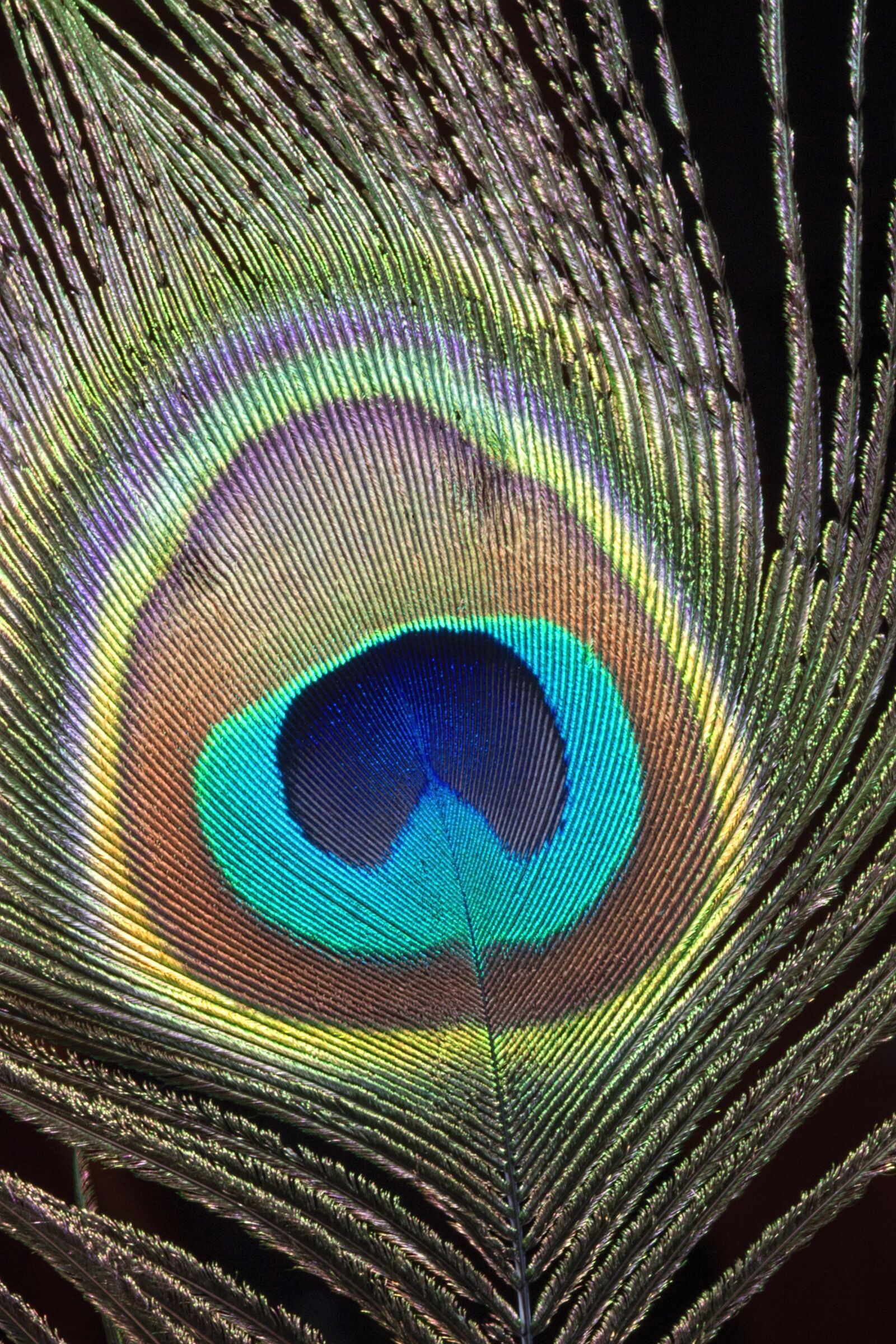 Canon EOS 500D (EOS Rebel T1i / EOS Kiss X3) sample photo. Peacock, feather, close-up photography
