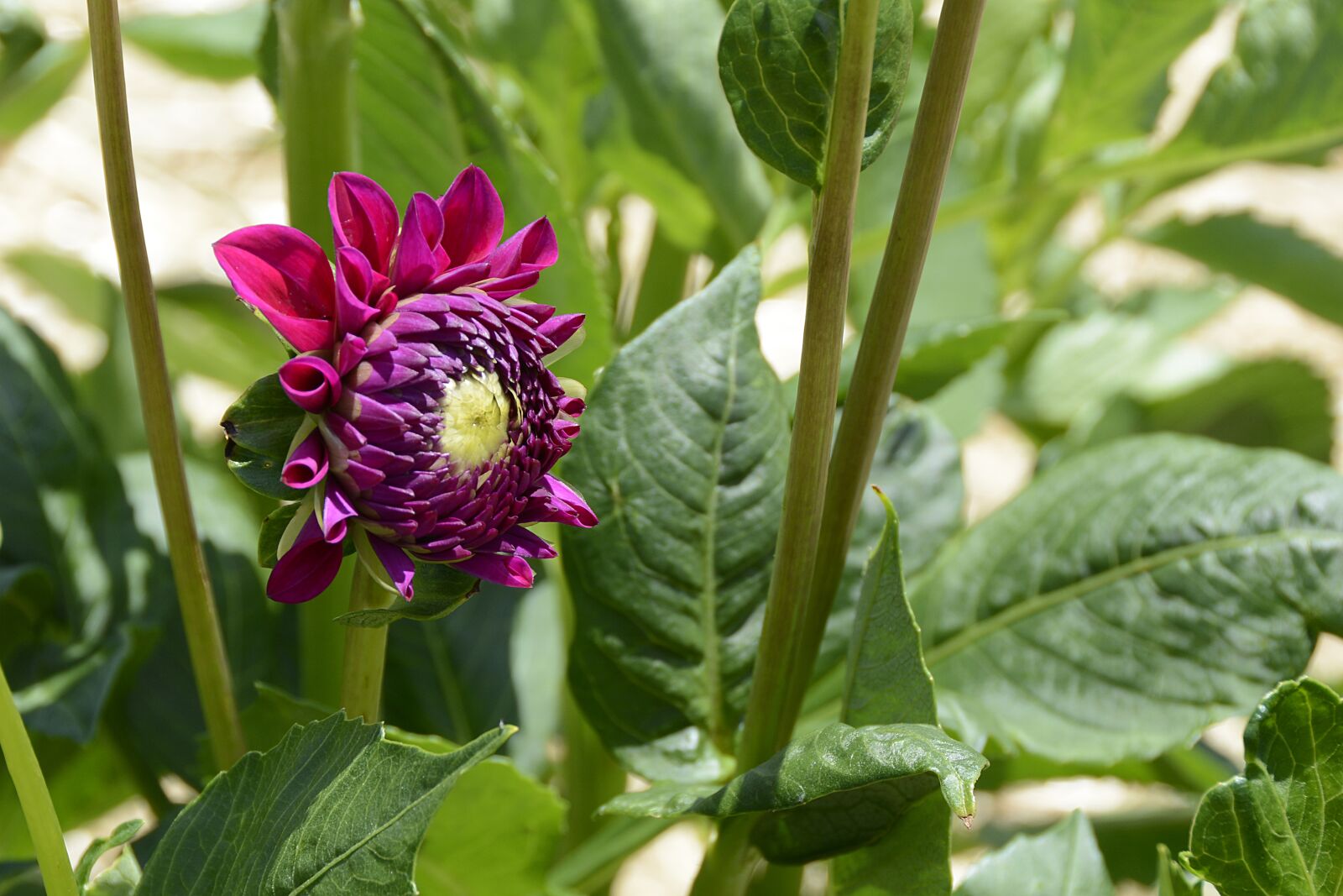 Nikon D7100 sample photo. Dahlia, flower, blossom photography