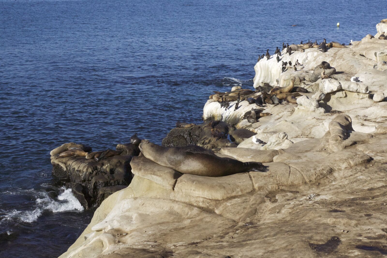 Sony Alpha NEX-7 + E 50mm F1.8 OSS sample photo. Seals, sea lions, ocean photography