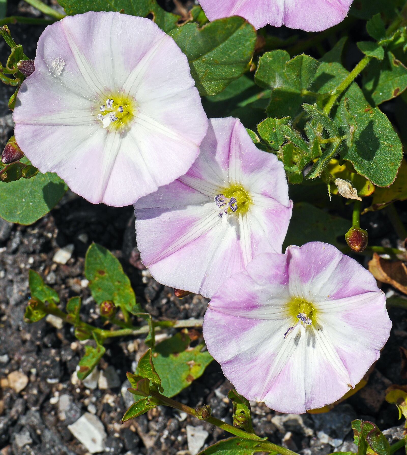 Panasonic Lumix DMC-GH3 sample photo. Bindweed, flowers, subspecies photography