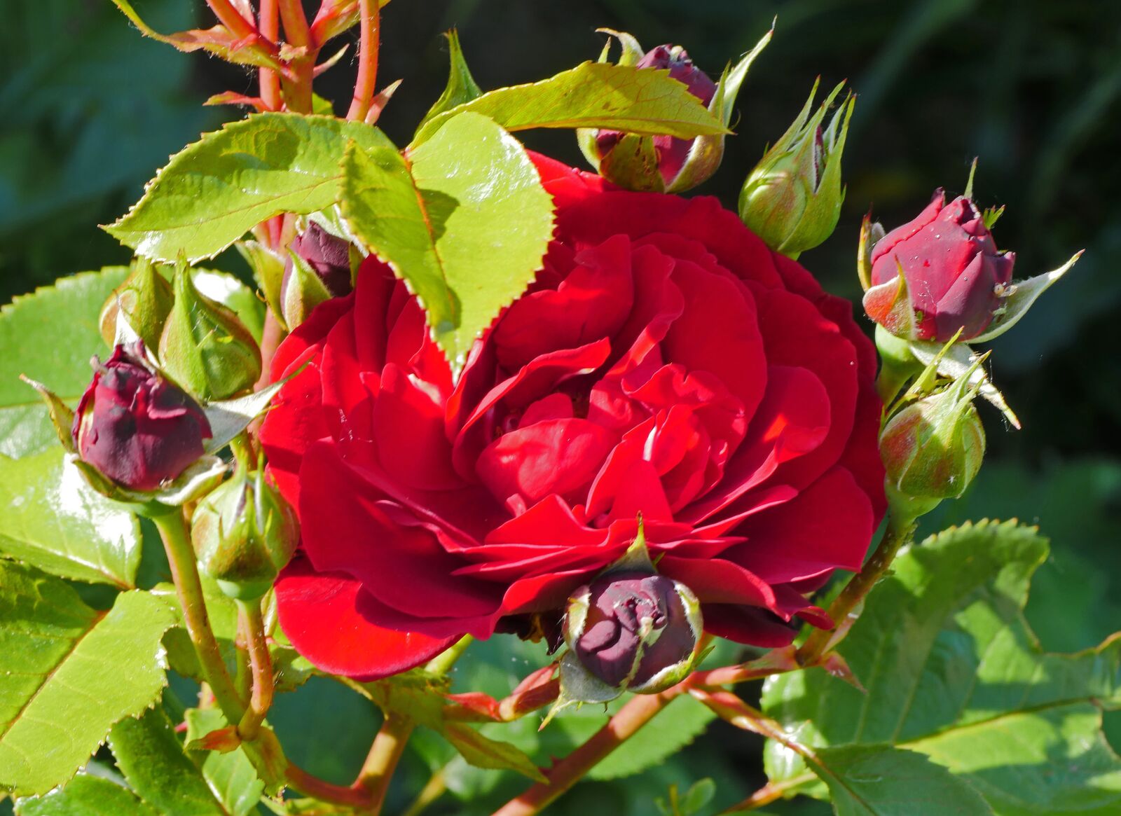 Panasonic Lumix DMC-GX8 sample photo. Garden rose, blossom, bloom photography