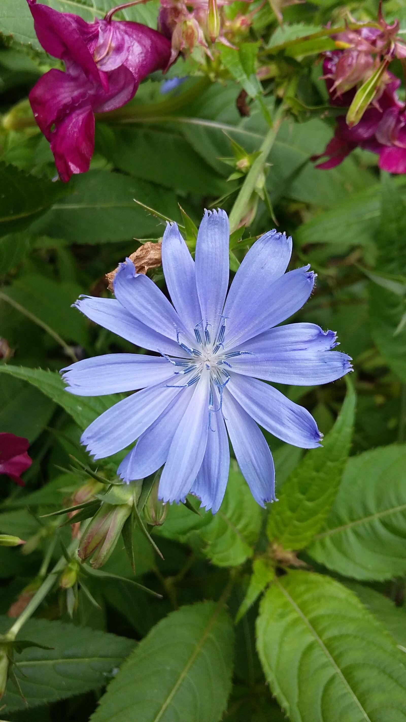 Samsung Galaxy A3 sample photo. Chicory, weed, field bloom photography