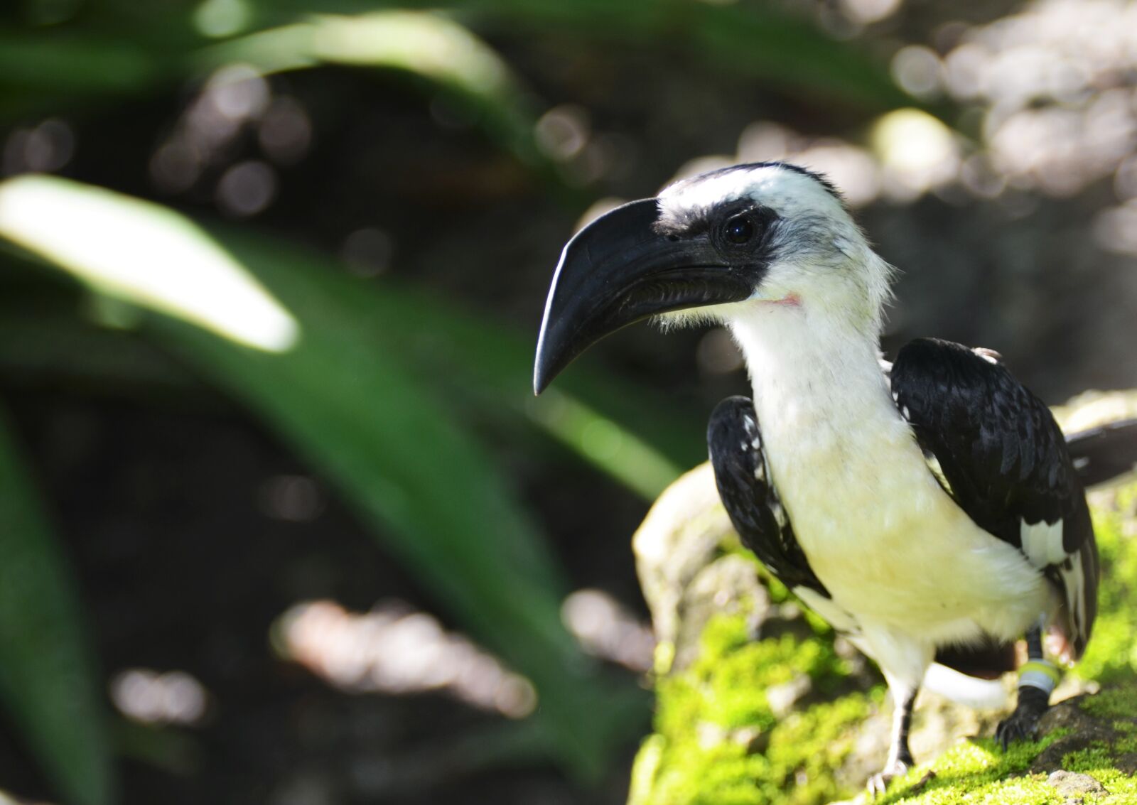 Nikon D5100 sample photo. Bird, black and white photography