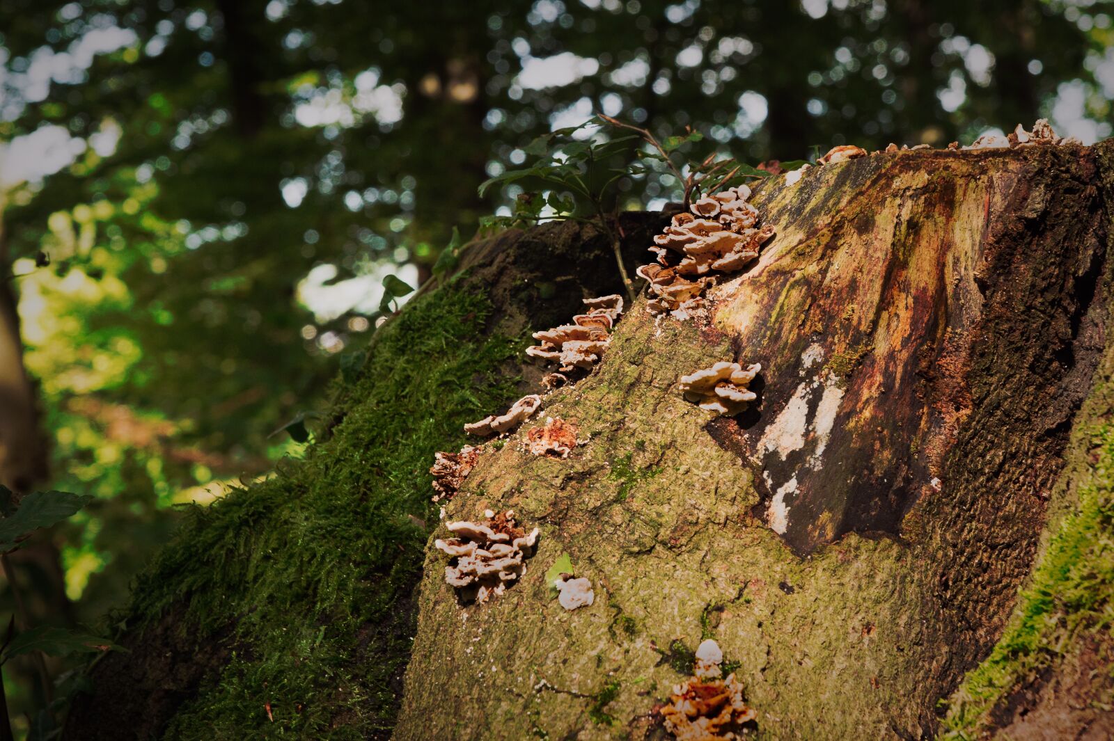 Sony SLT-A58 + Sony DT 16-50mm F2.8 SSM sample photo. Mushrooms, autumn, tree stump photography