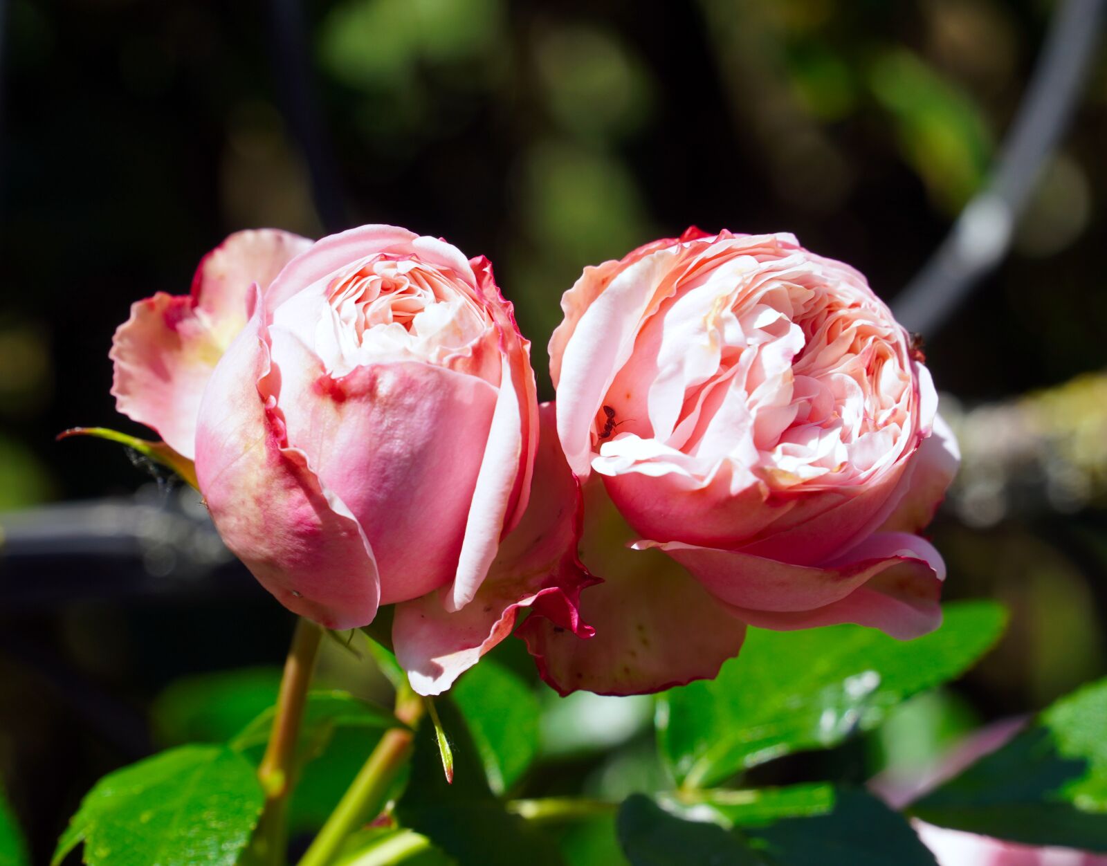 Sony E PZ 18-105mm F4 G OSS sample photo. Rose, flower, blossom photography