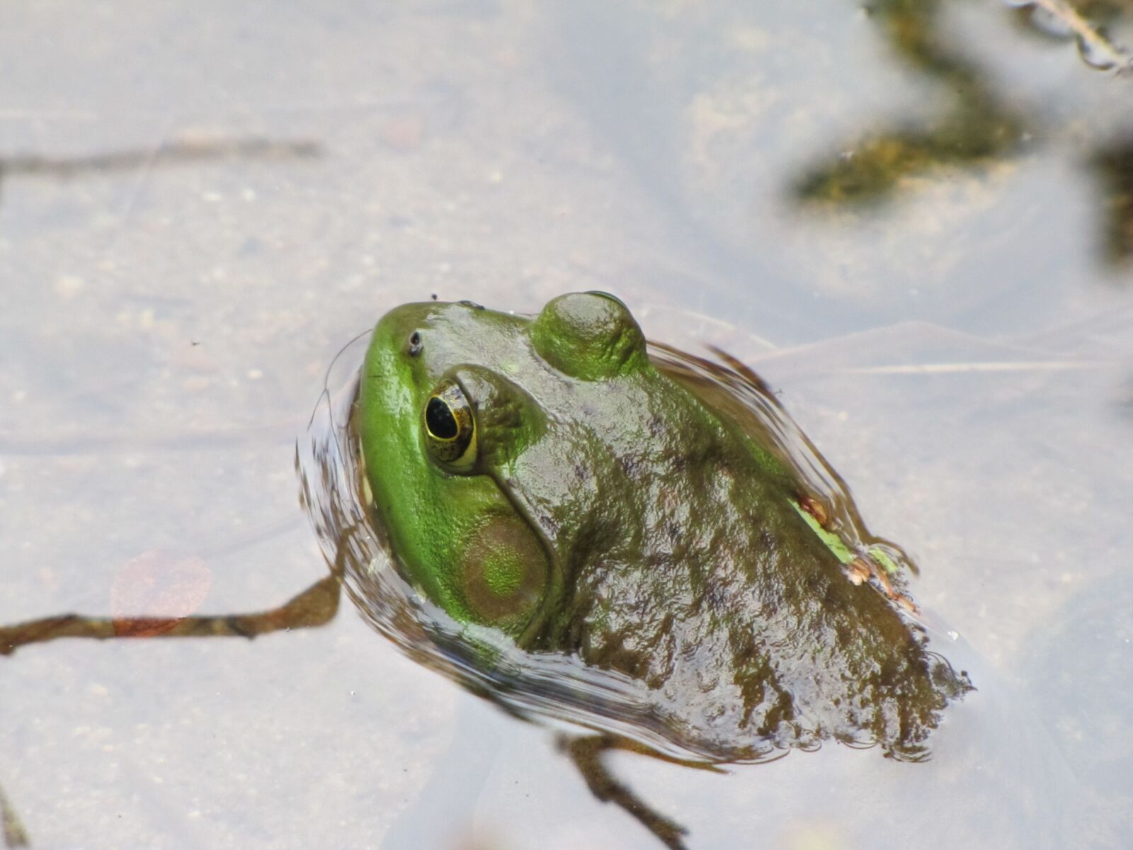 Canon PowerShot SX20 IS sample photo. Frog, bullfrog, amphibian photography