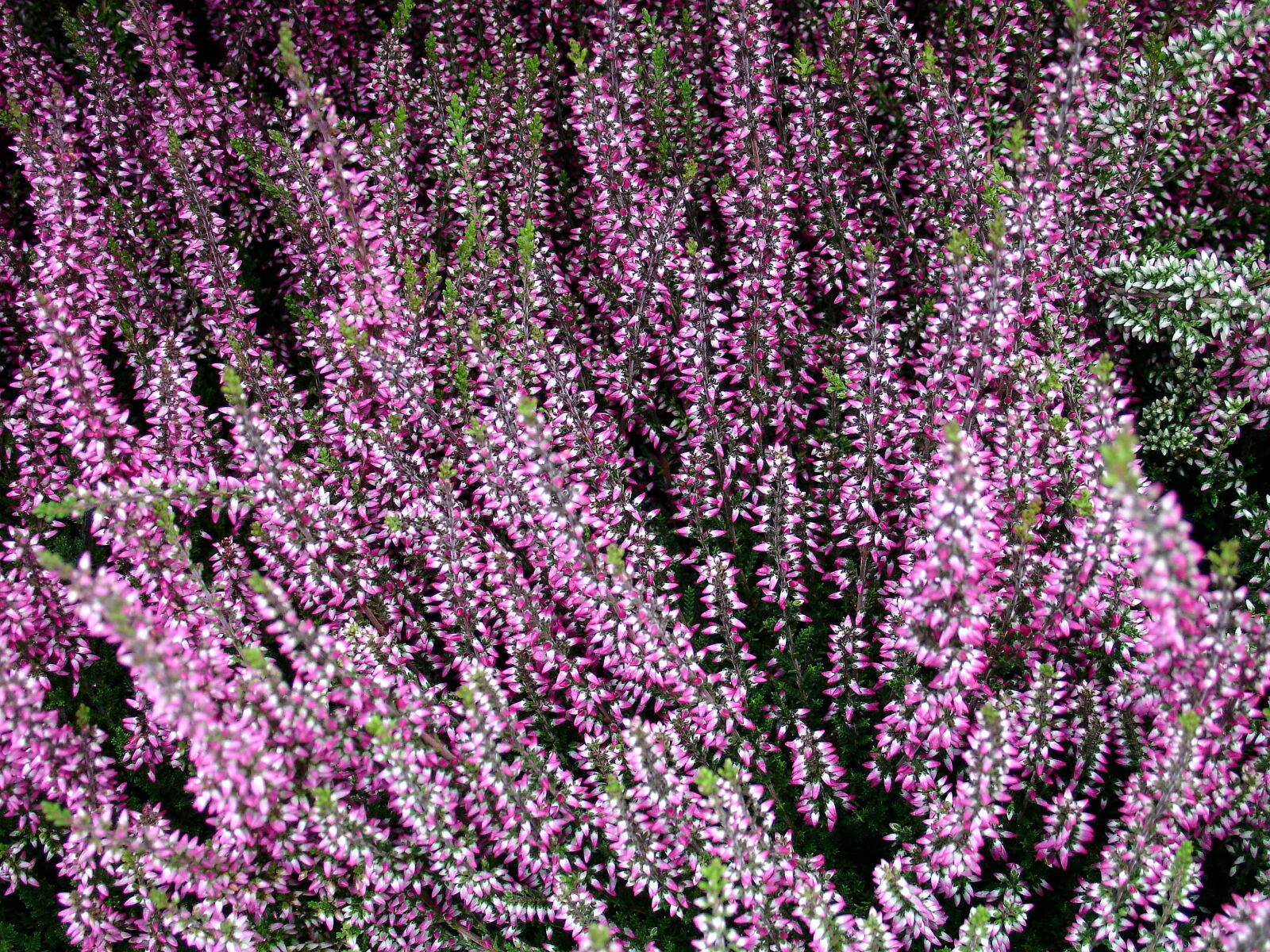 Sony DSC-V3 sample photo. Calluna, nature, outdoor, pink photography