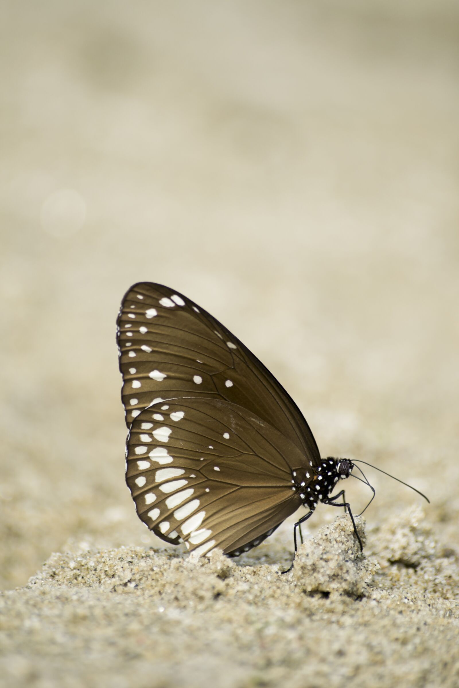 Nikon D3100 sample photo. Common crow butterfly, butterfly photography