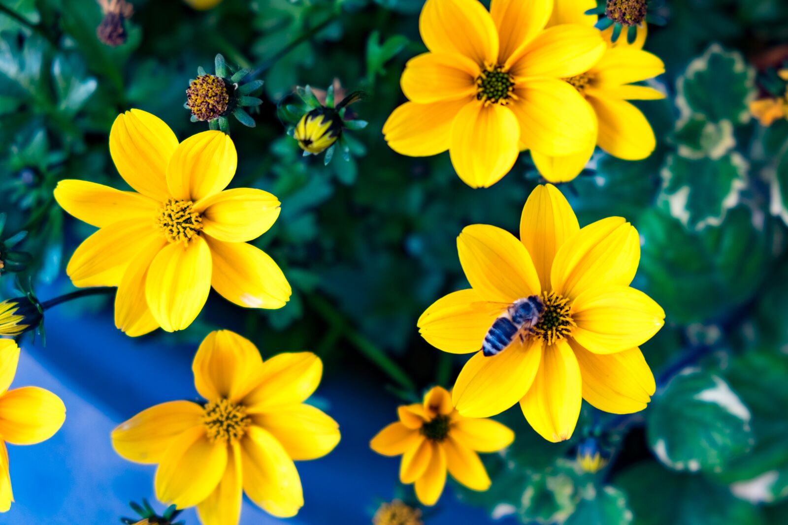 Fujifilm X-T10 sample photo. Flower, yellow, bee photography