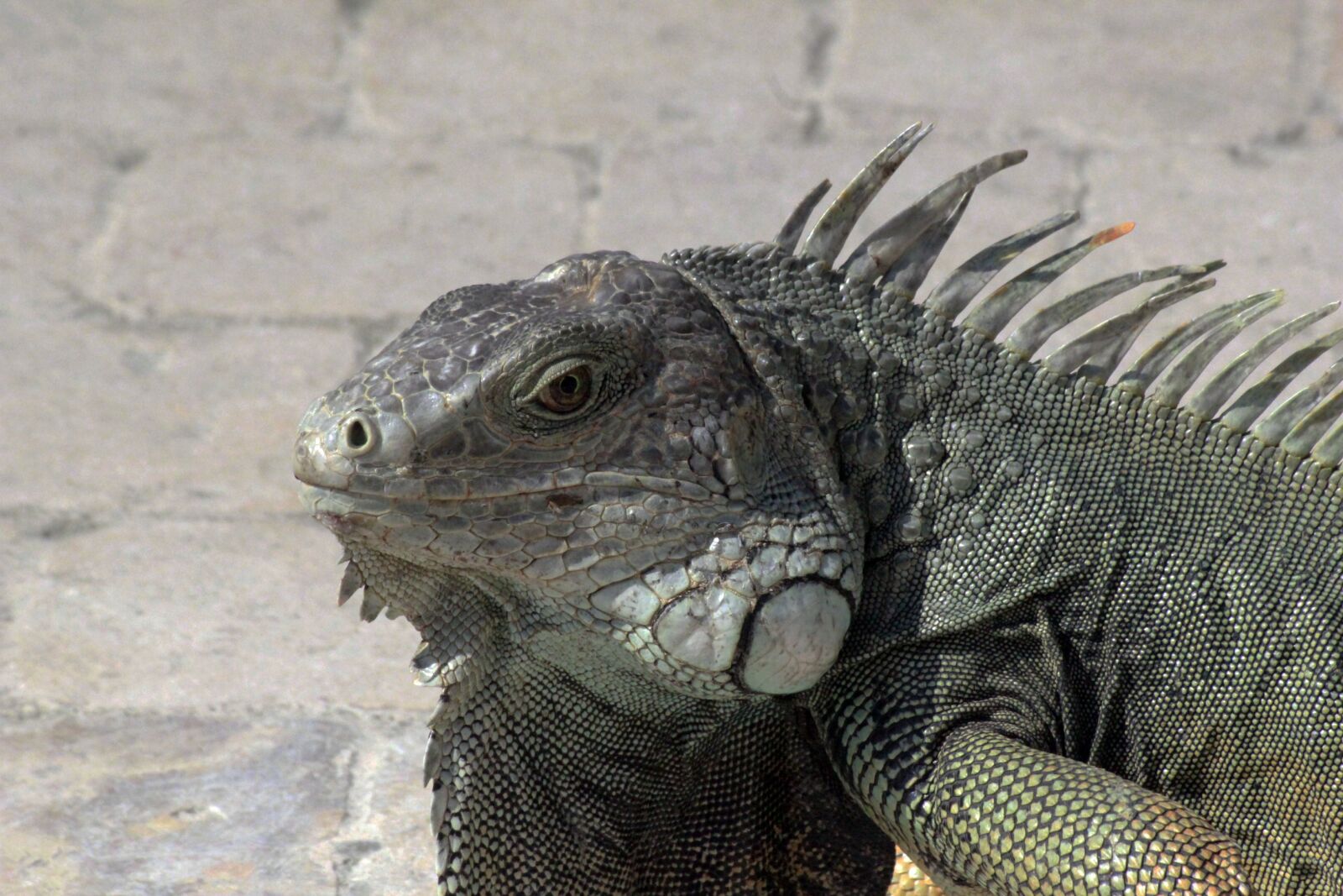 Canon EOS 550D (EOS Rebel T2i / EOS Kiss X4) sample photo. Iguana, nature, animal photography