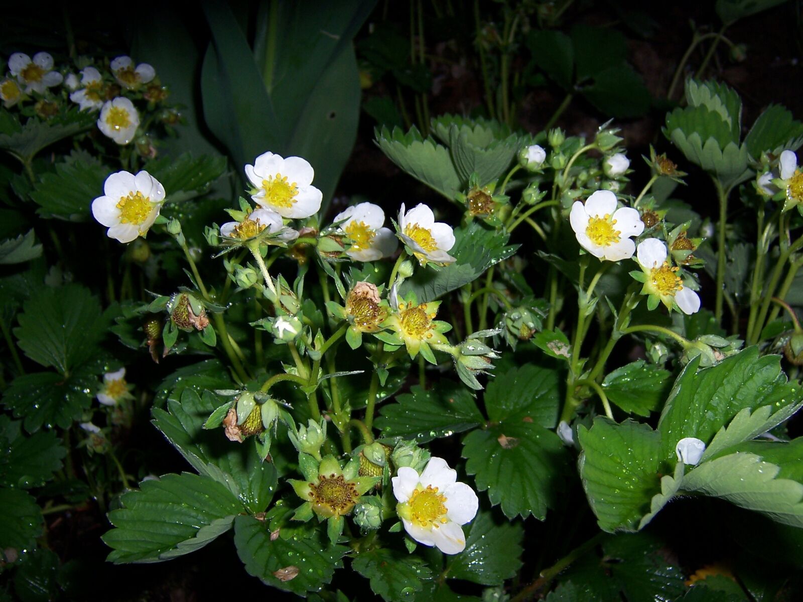 Kodak Z730 ZOOM DIGITAL CAMERA sample photo. Strawberry, flowers, wild strawberry photography