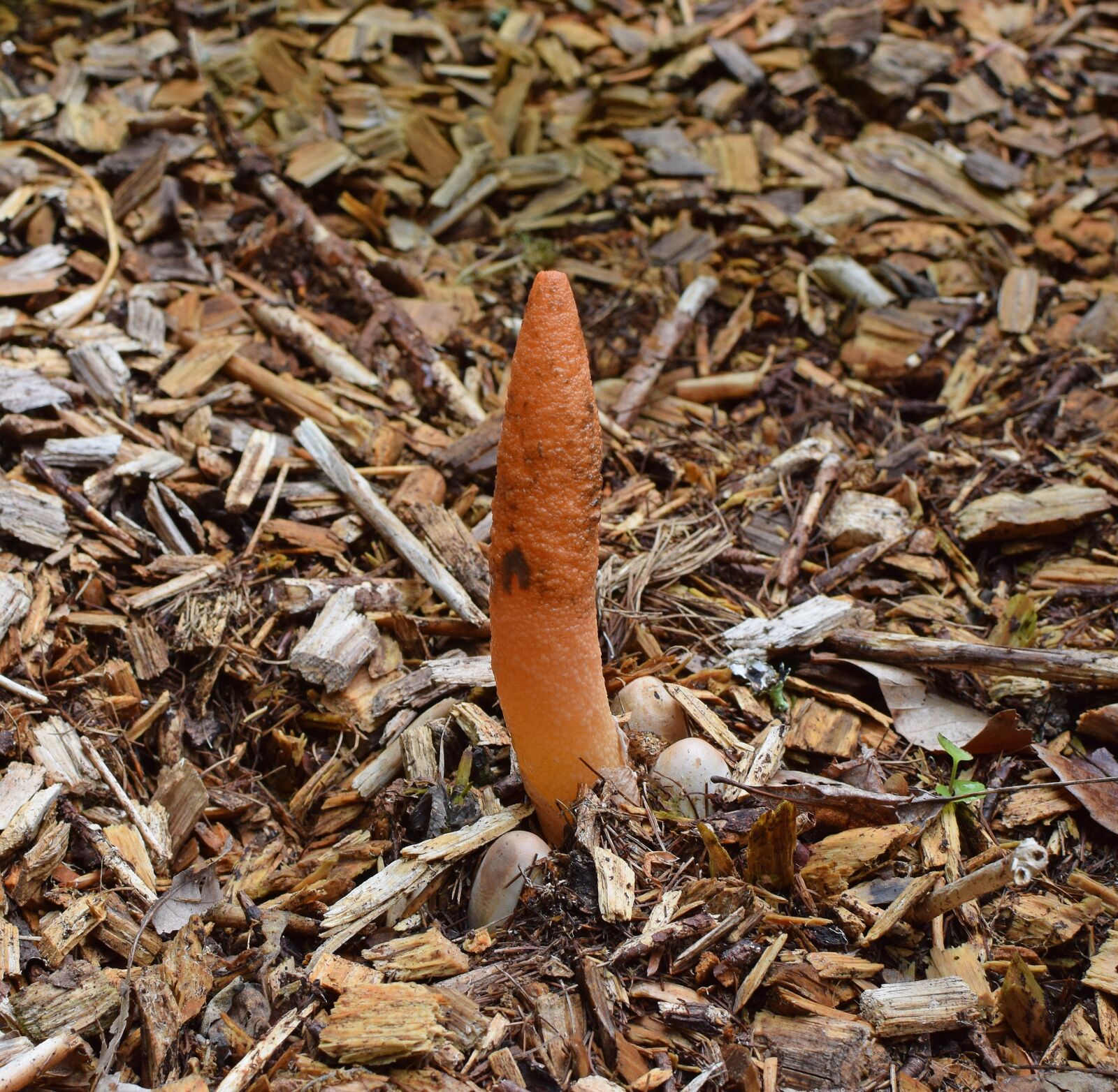Nikon D3300 sample photo. Stinkhorn fungus grouping, mutinus photography