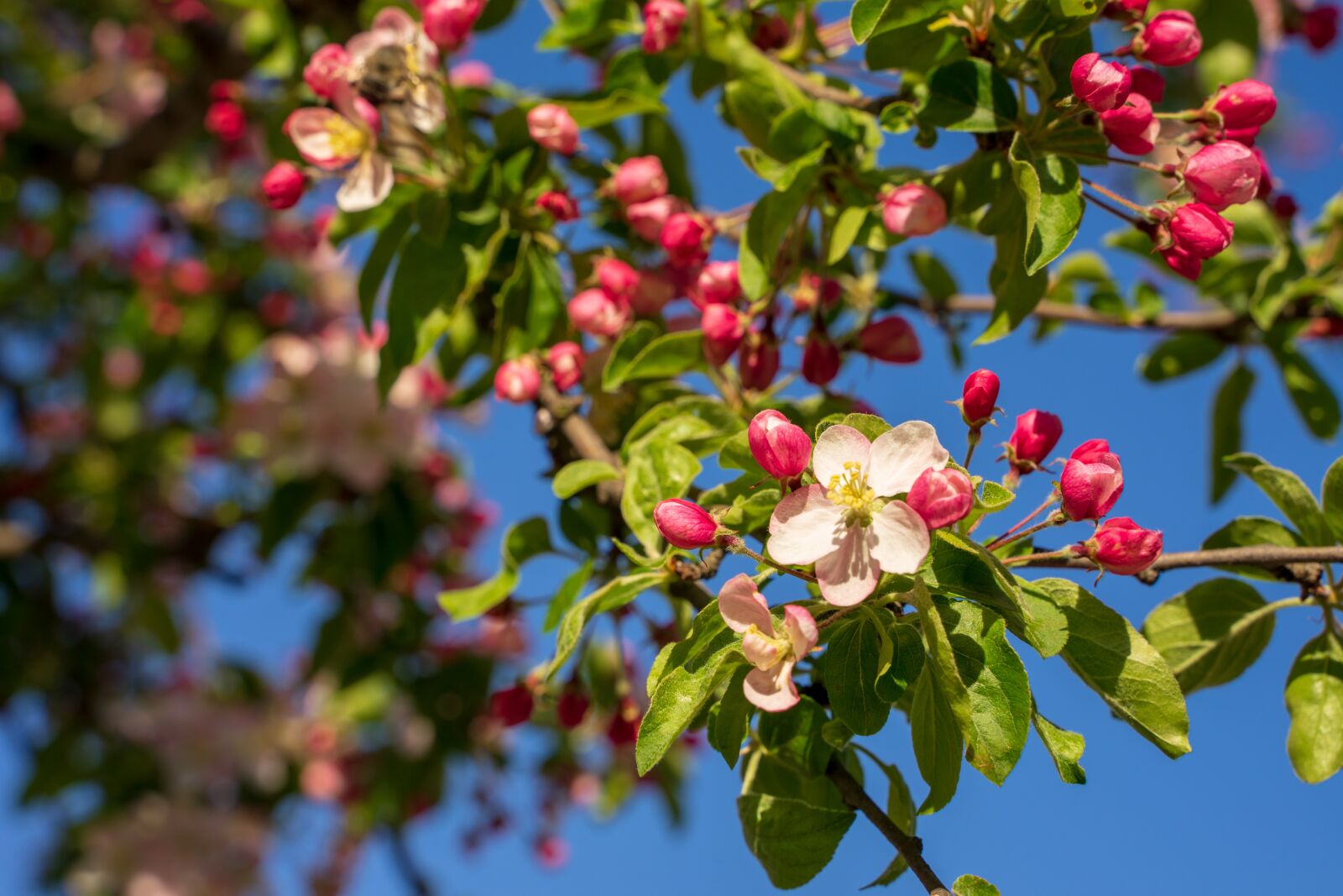 Tamron 28-75mm F2.8 Di III RXD sample photo. Blossom, bloom, cherry blossom photography