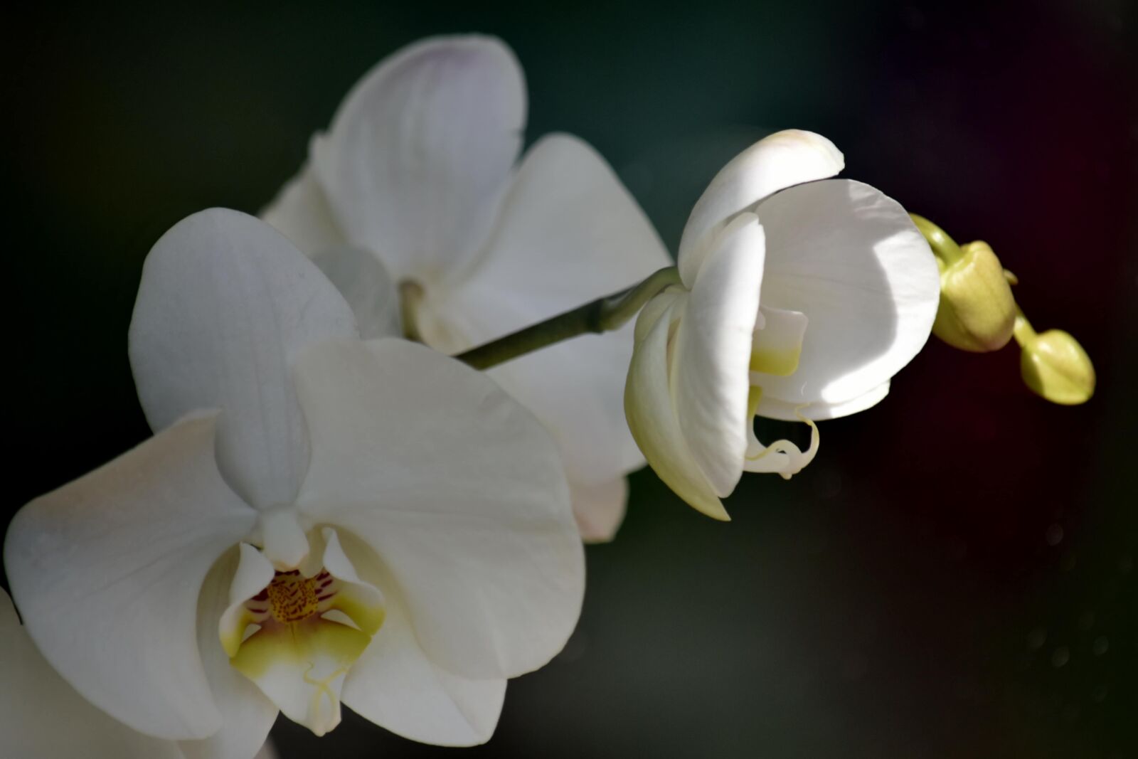 Nikon D5500 sample photo. Beautiful photo, detail, exotic photography